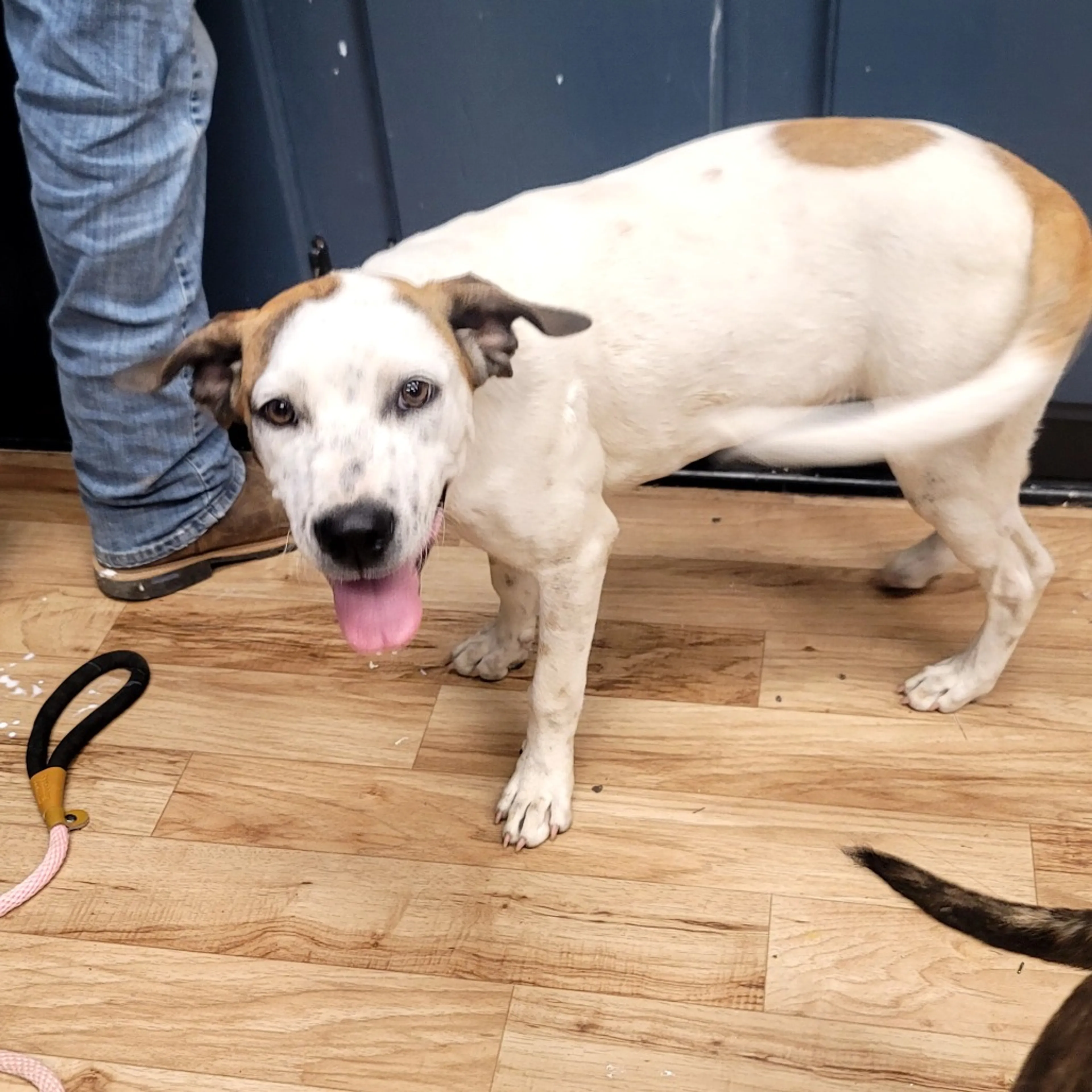 Found pet-1