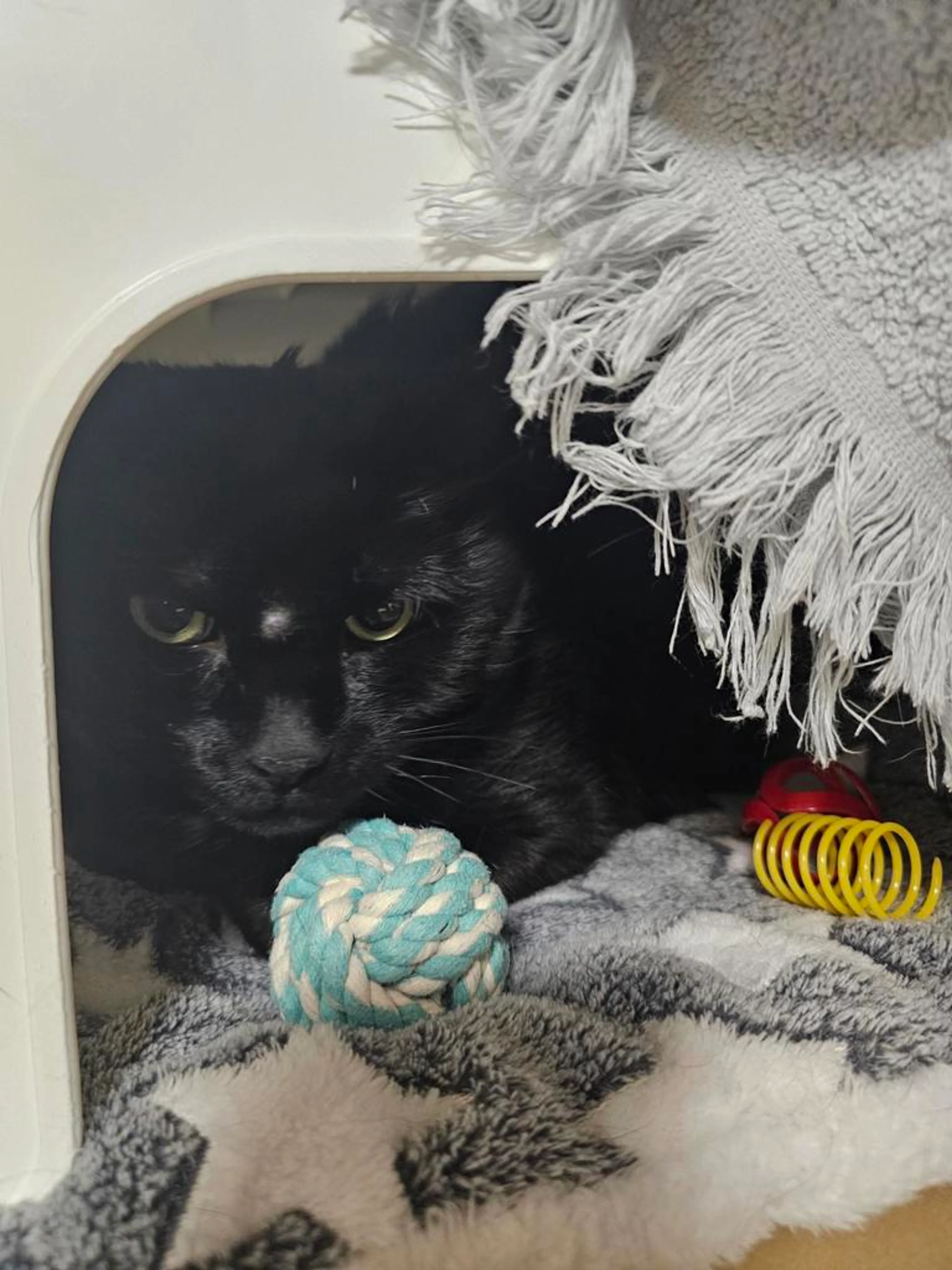 Found pet-2