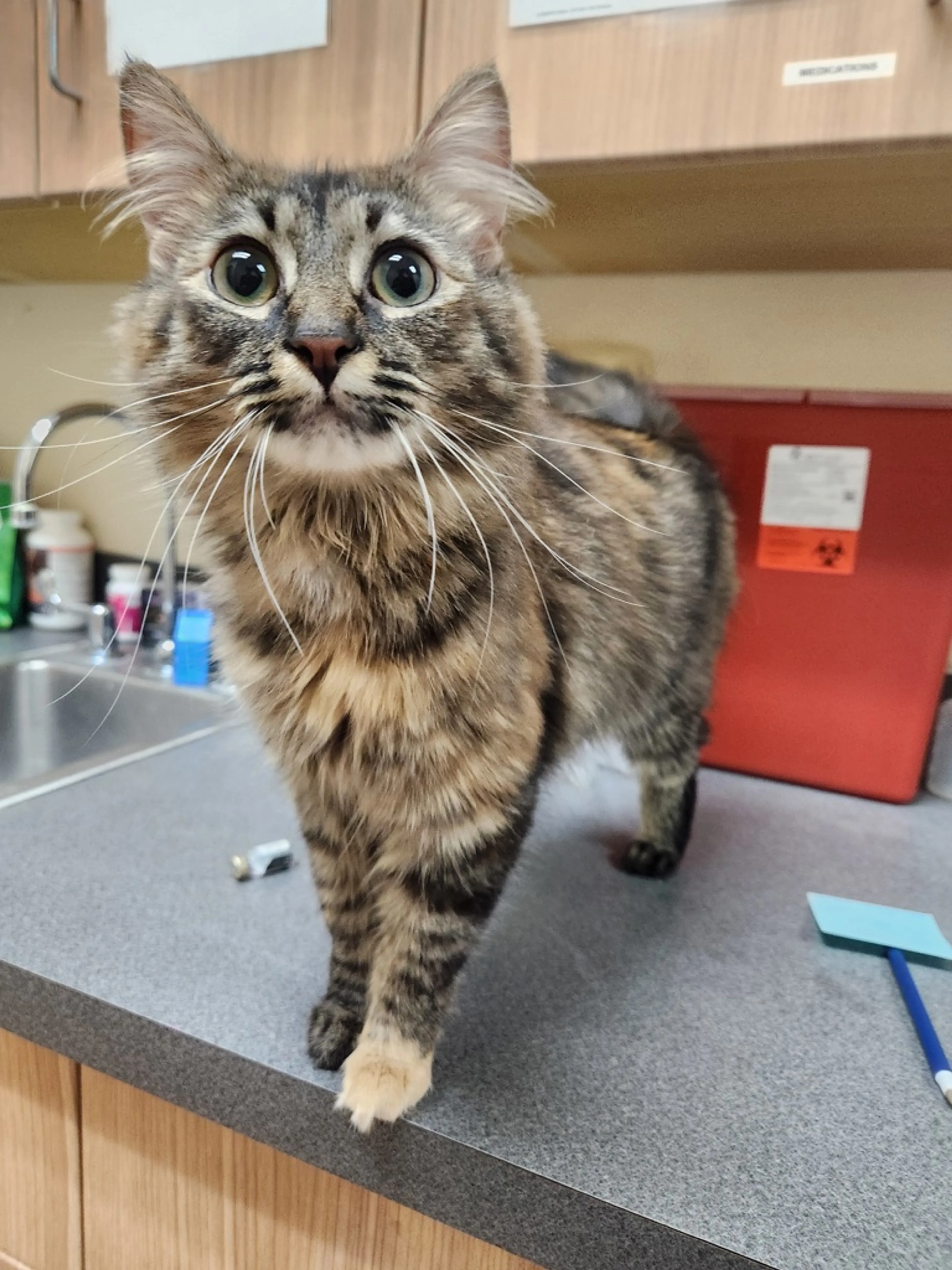 Found pet
