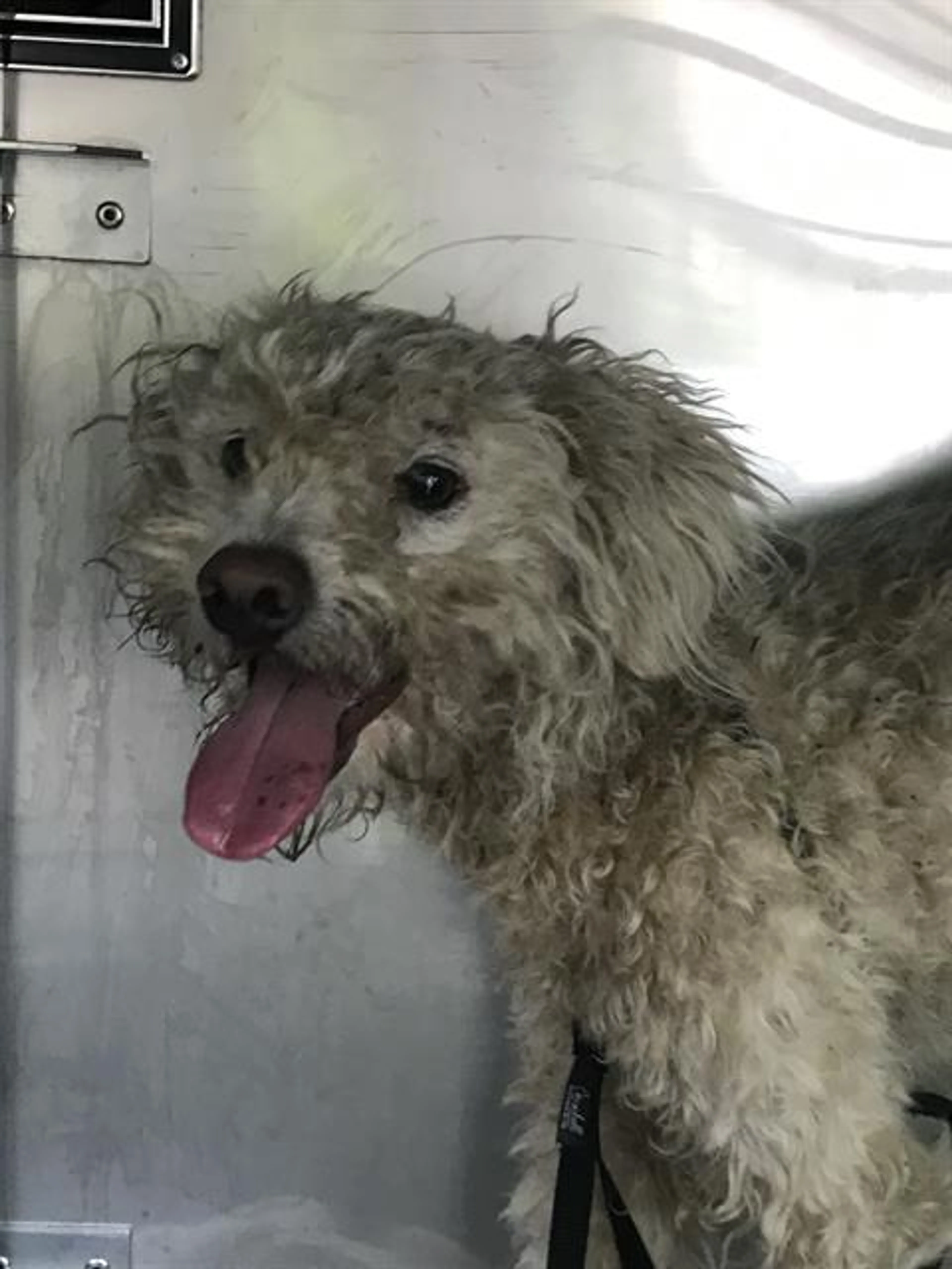 Found pet