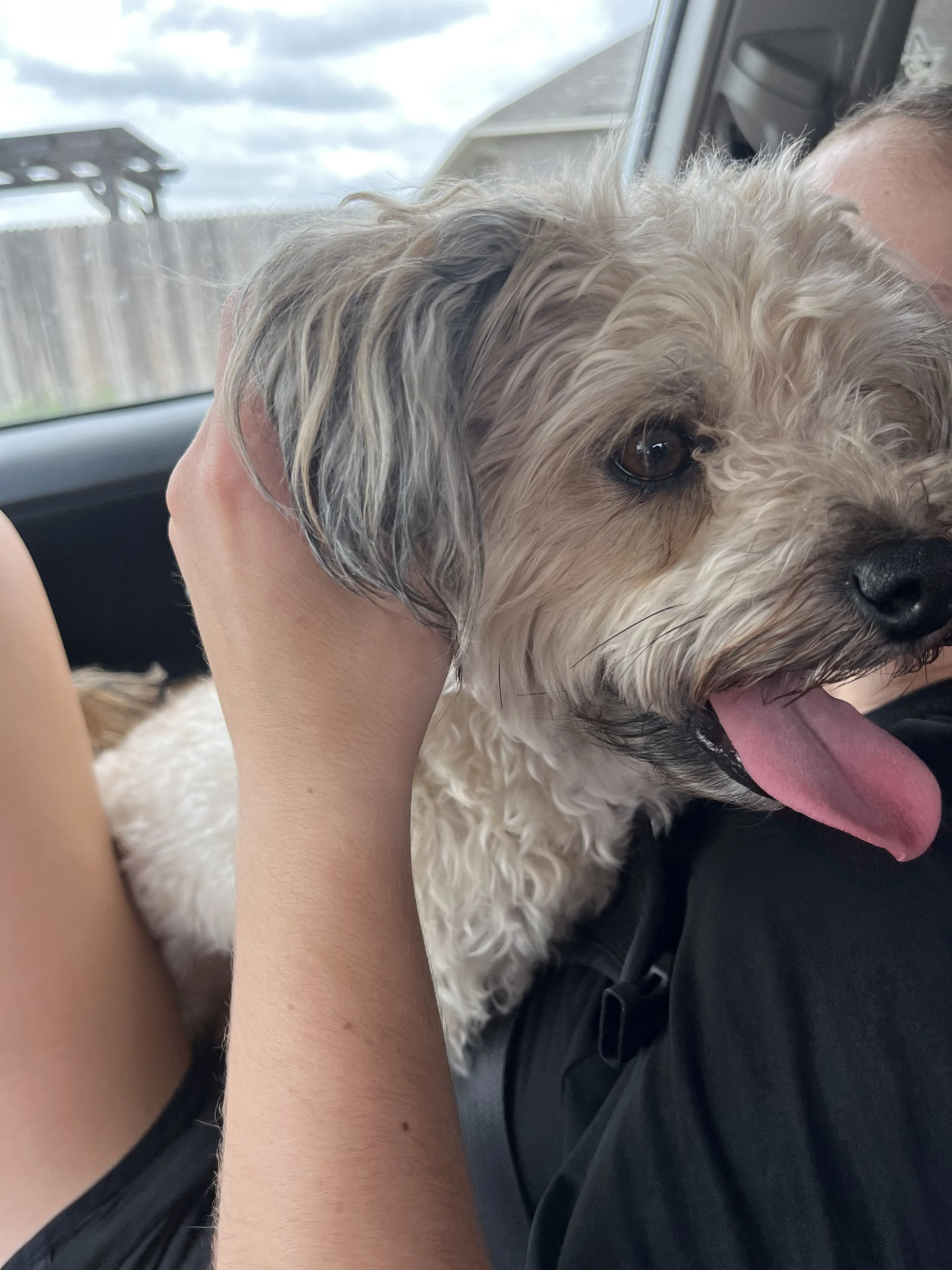 Lost pet