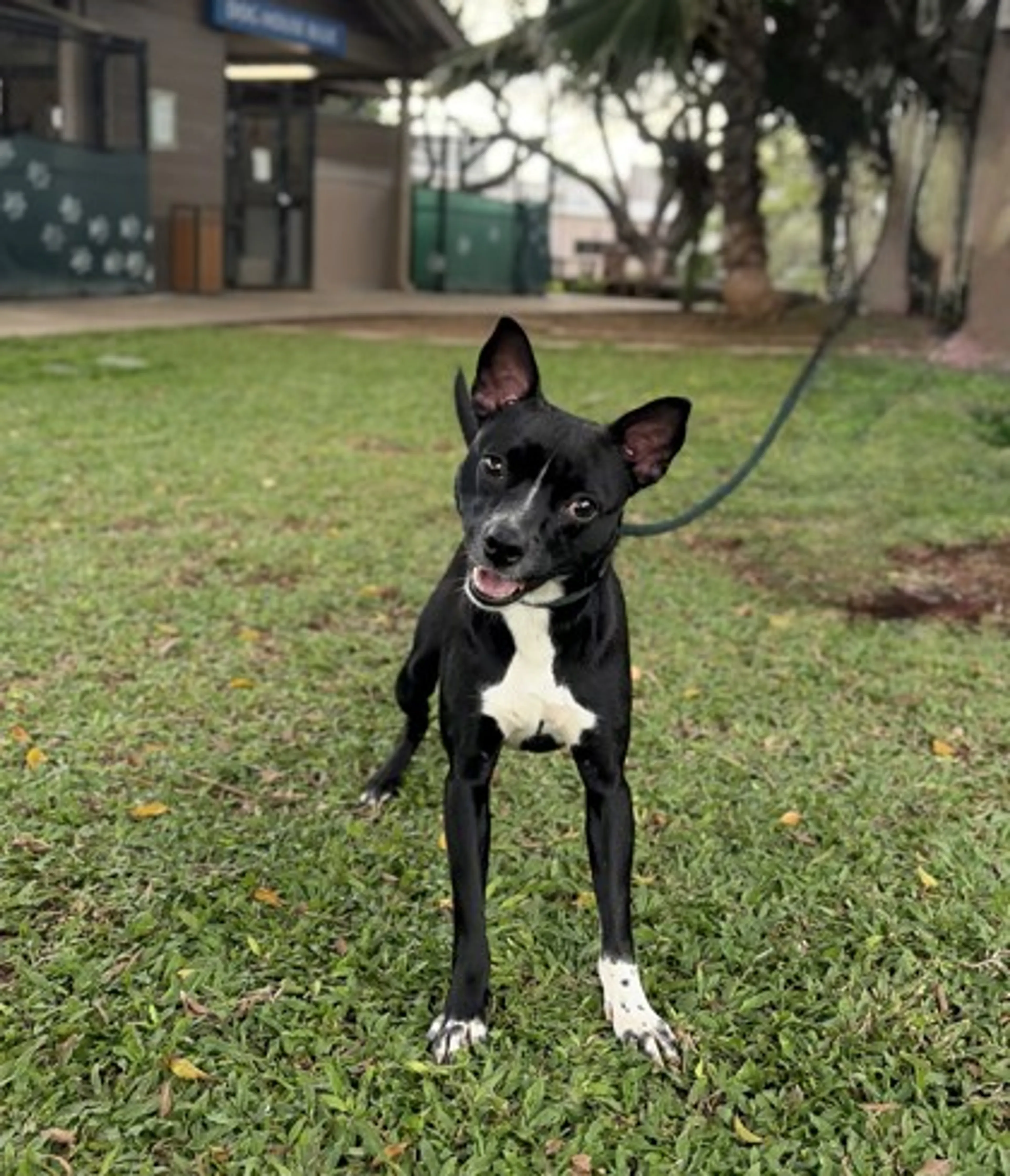 Found pet