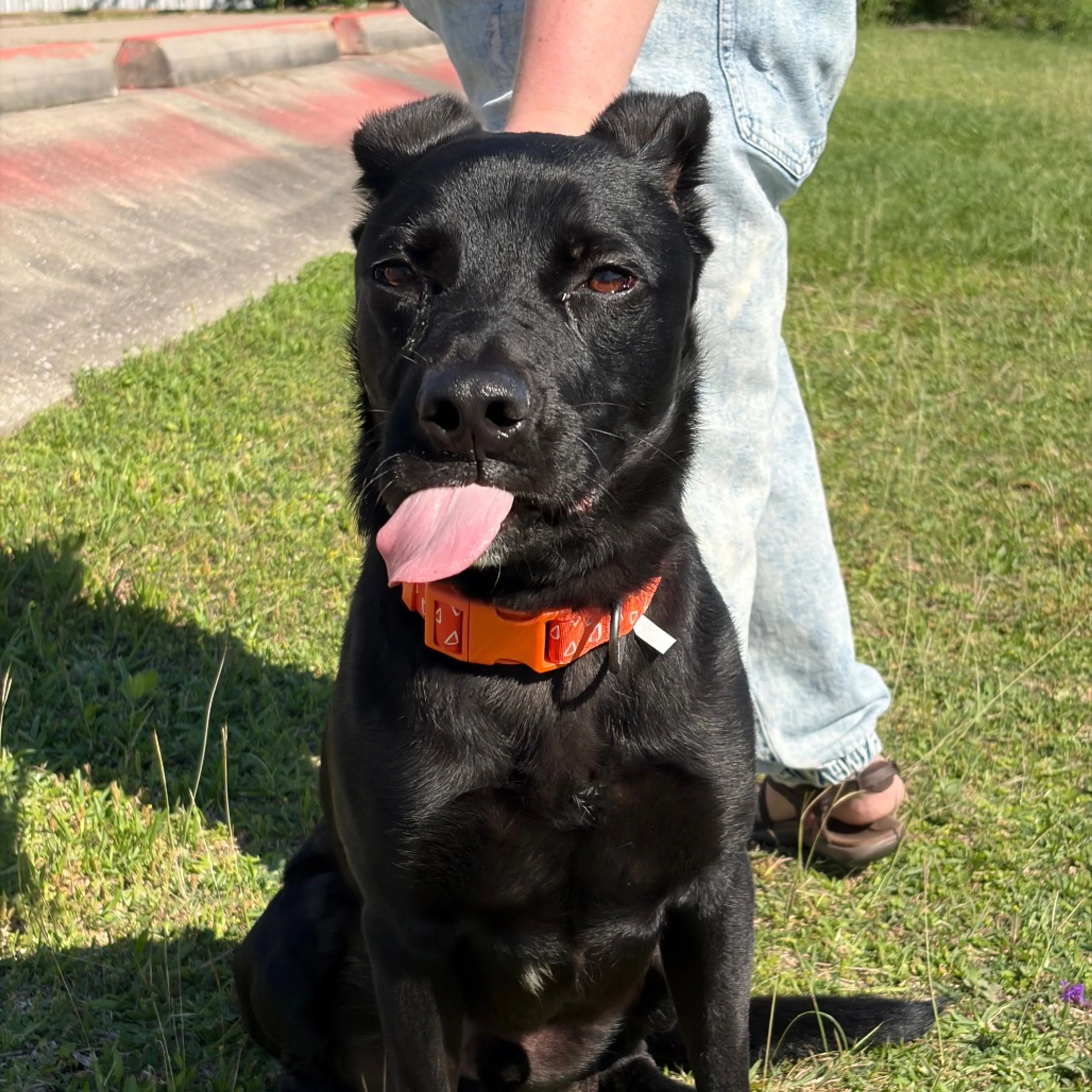 Found pet-7