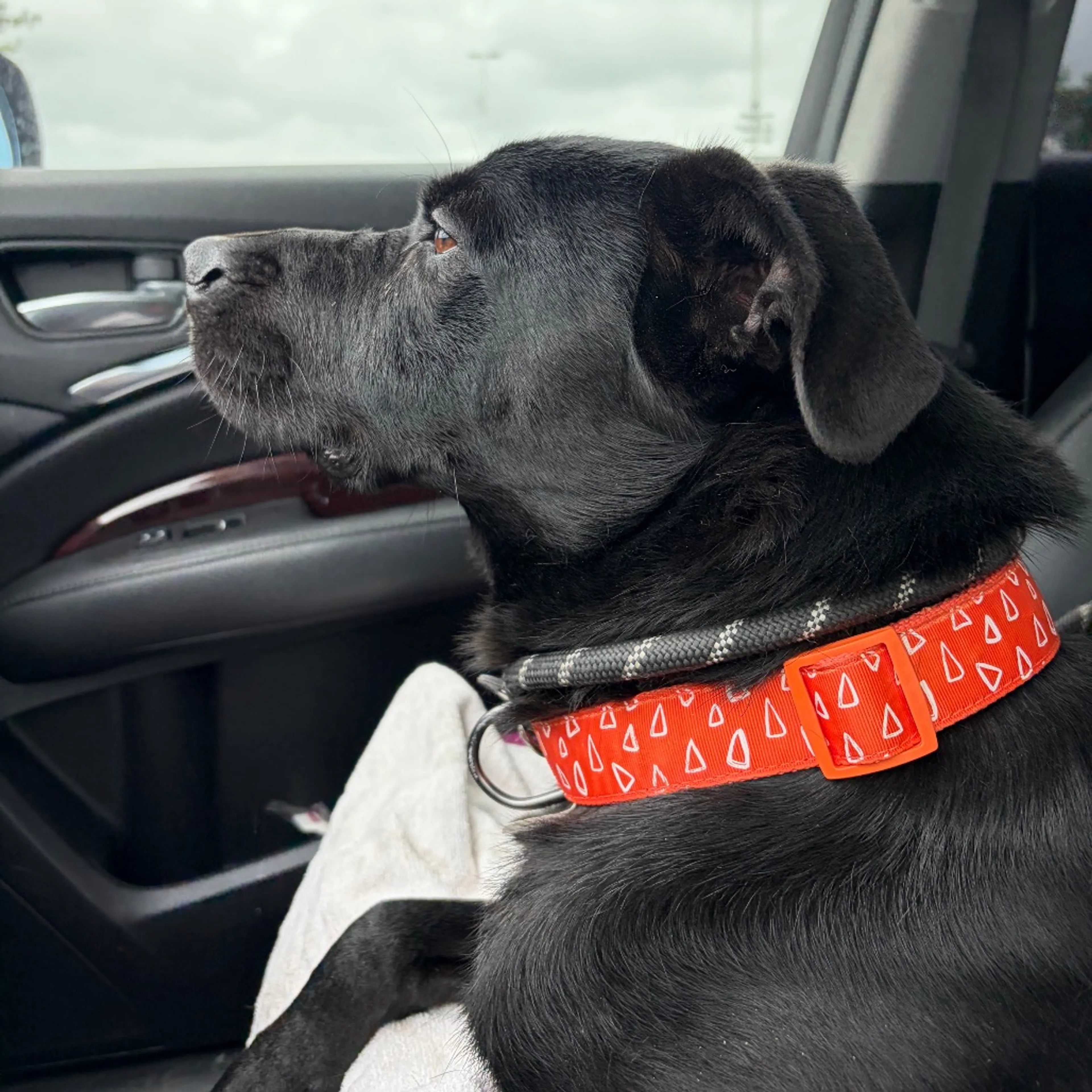 Found pet-5