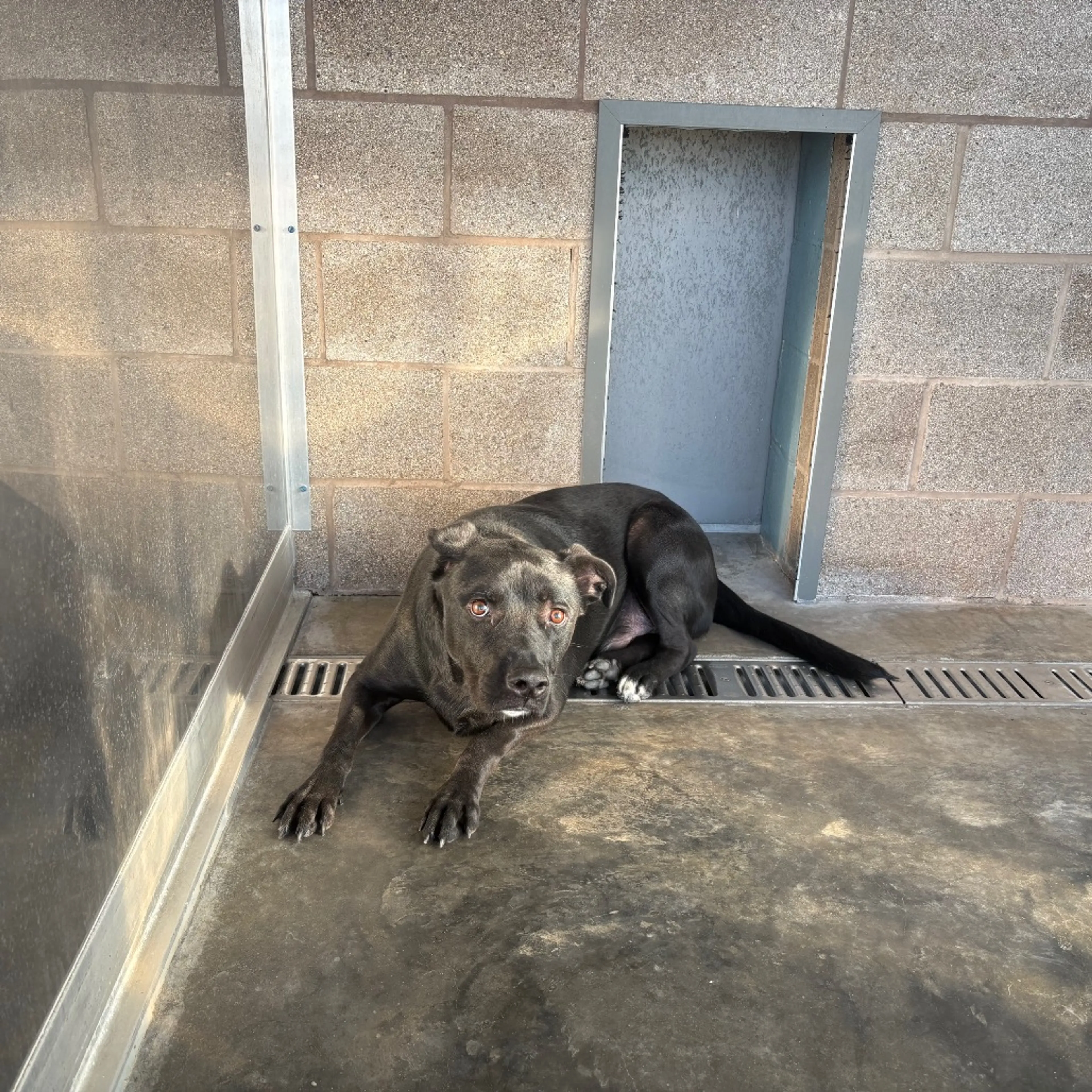 Found pet-1
