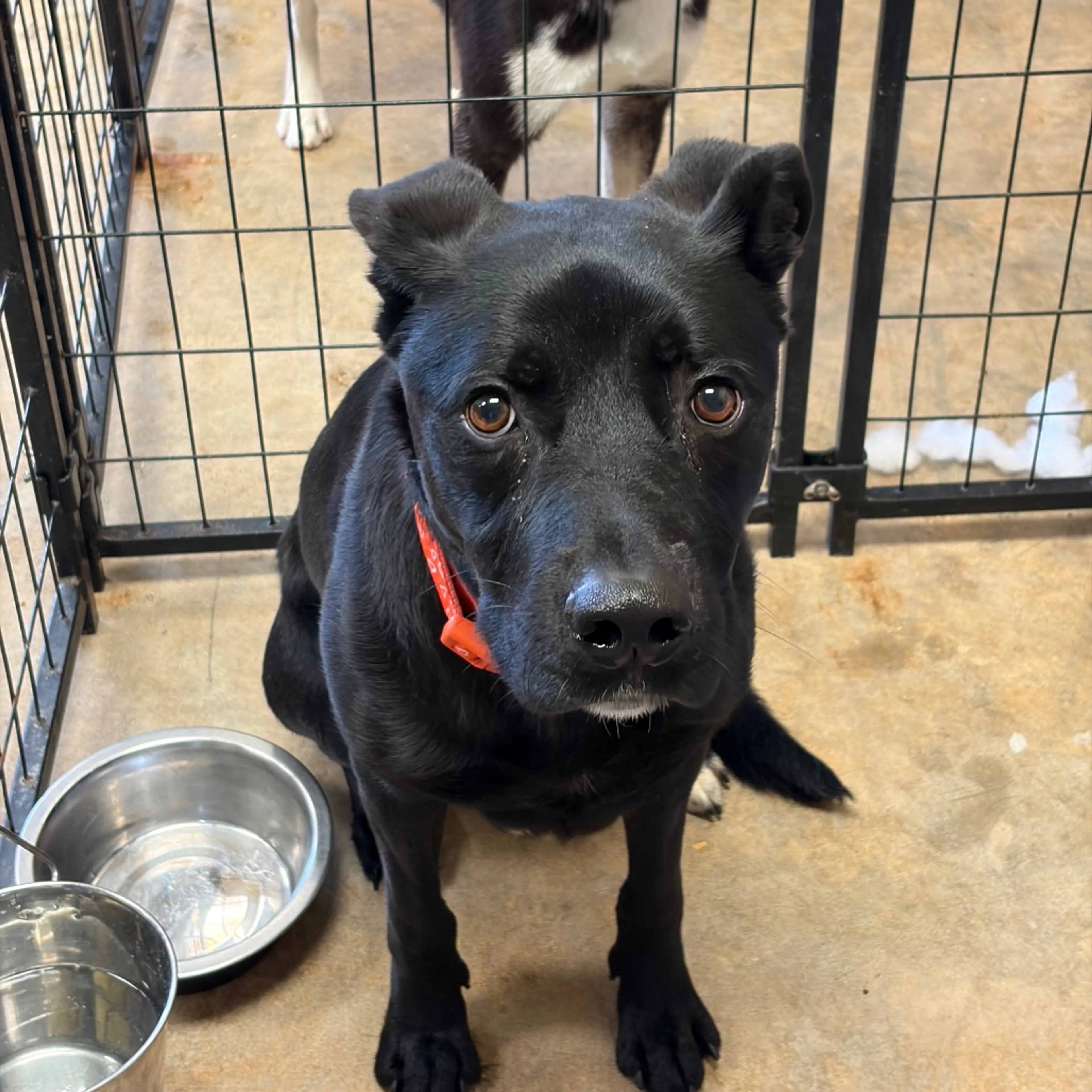 Found pet-11