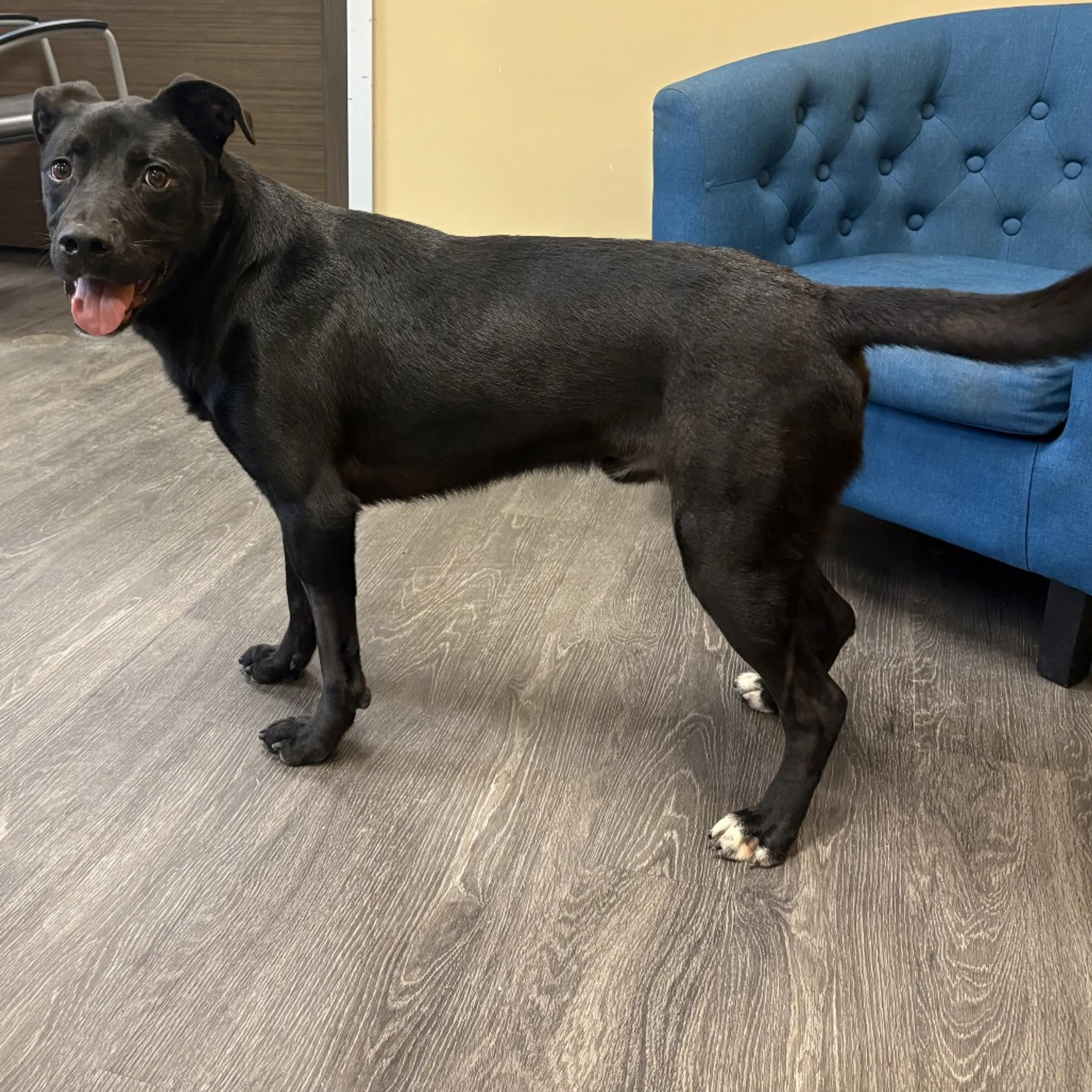 Found pet-4