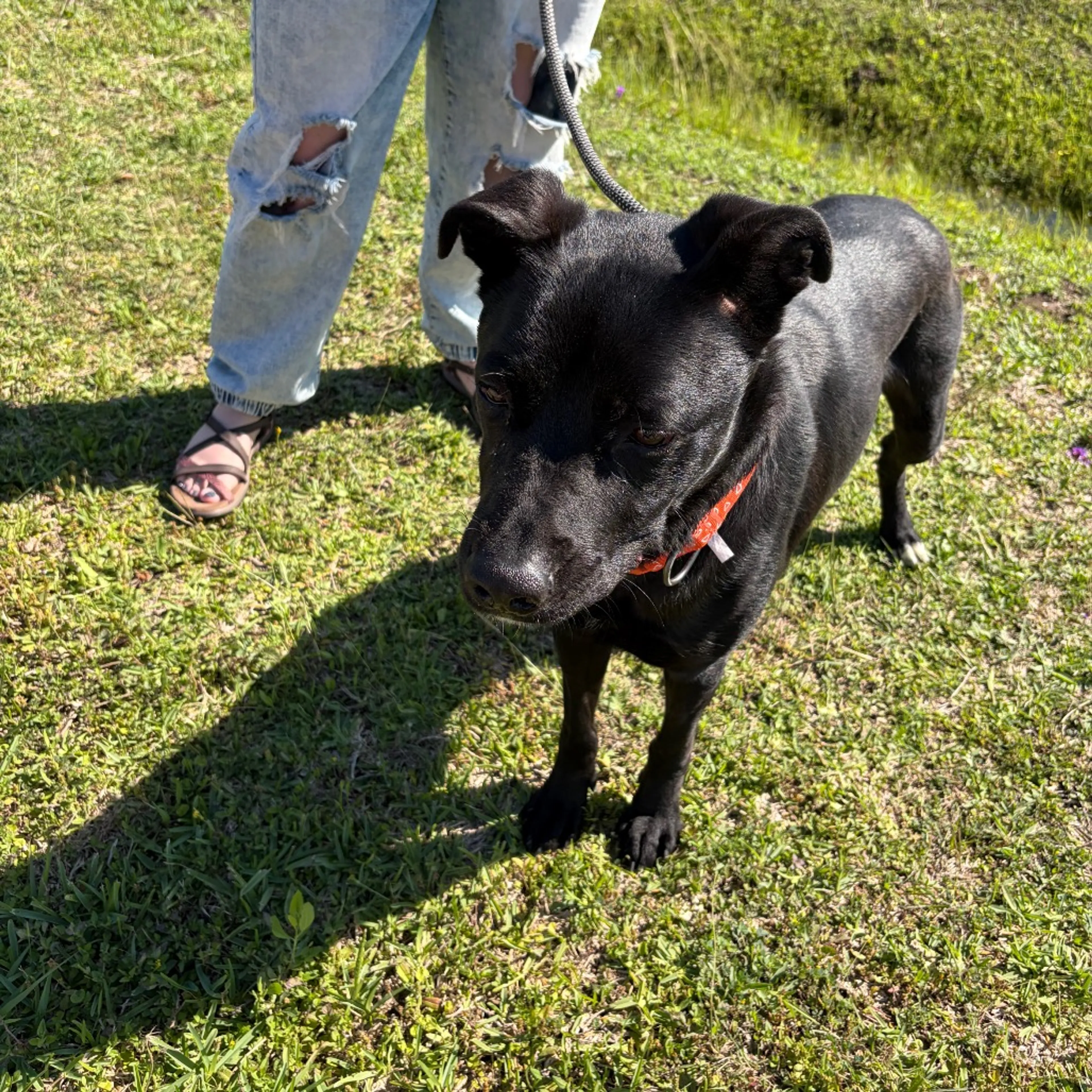 Found pet-9
