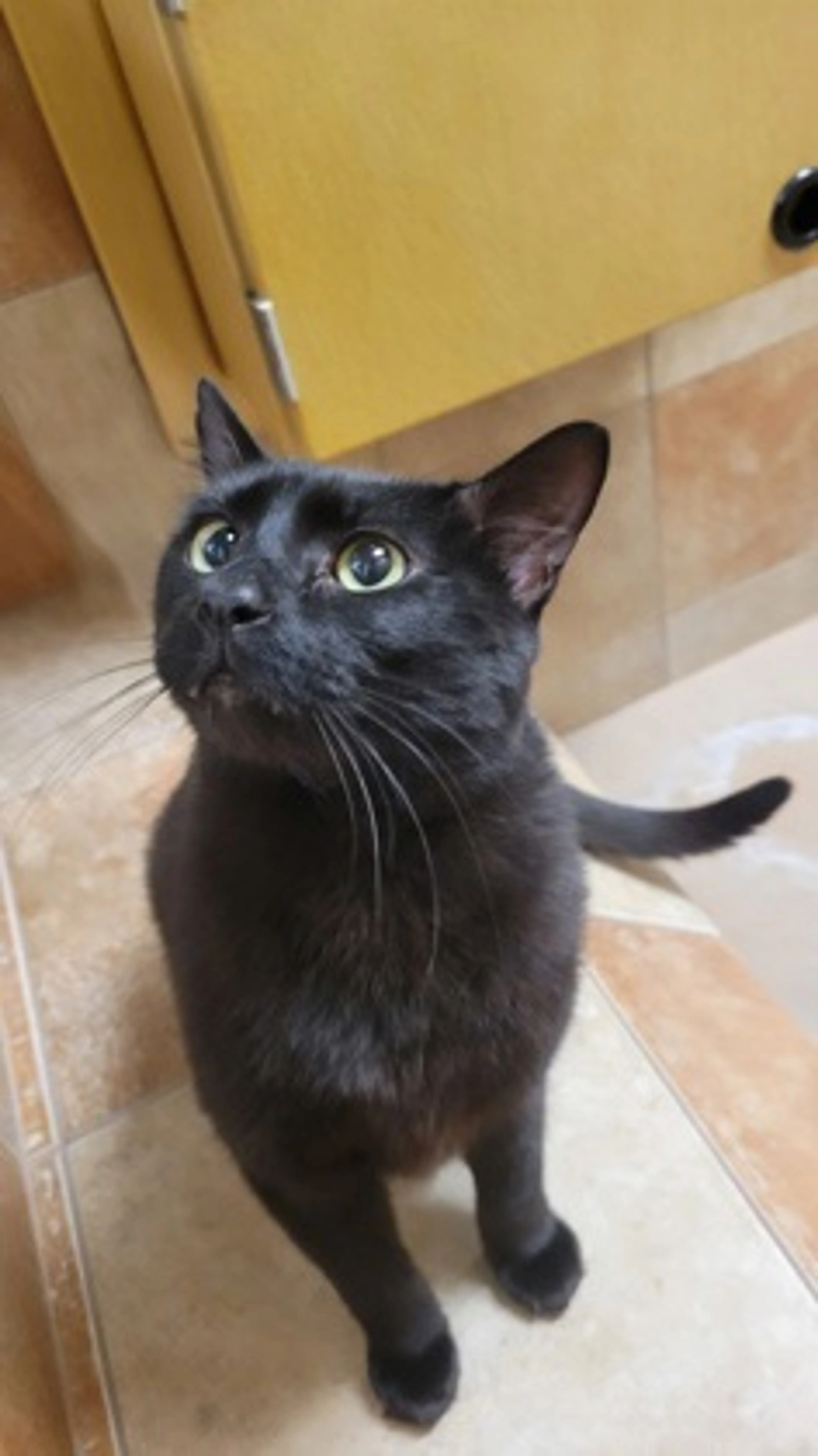 Found pet-2