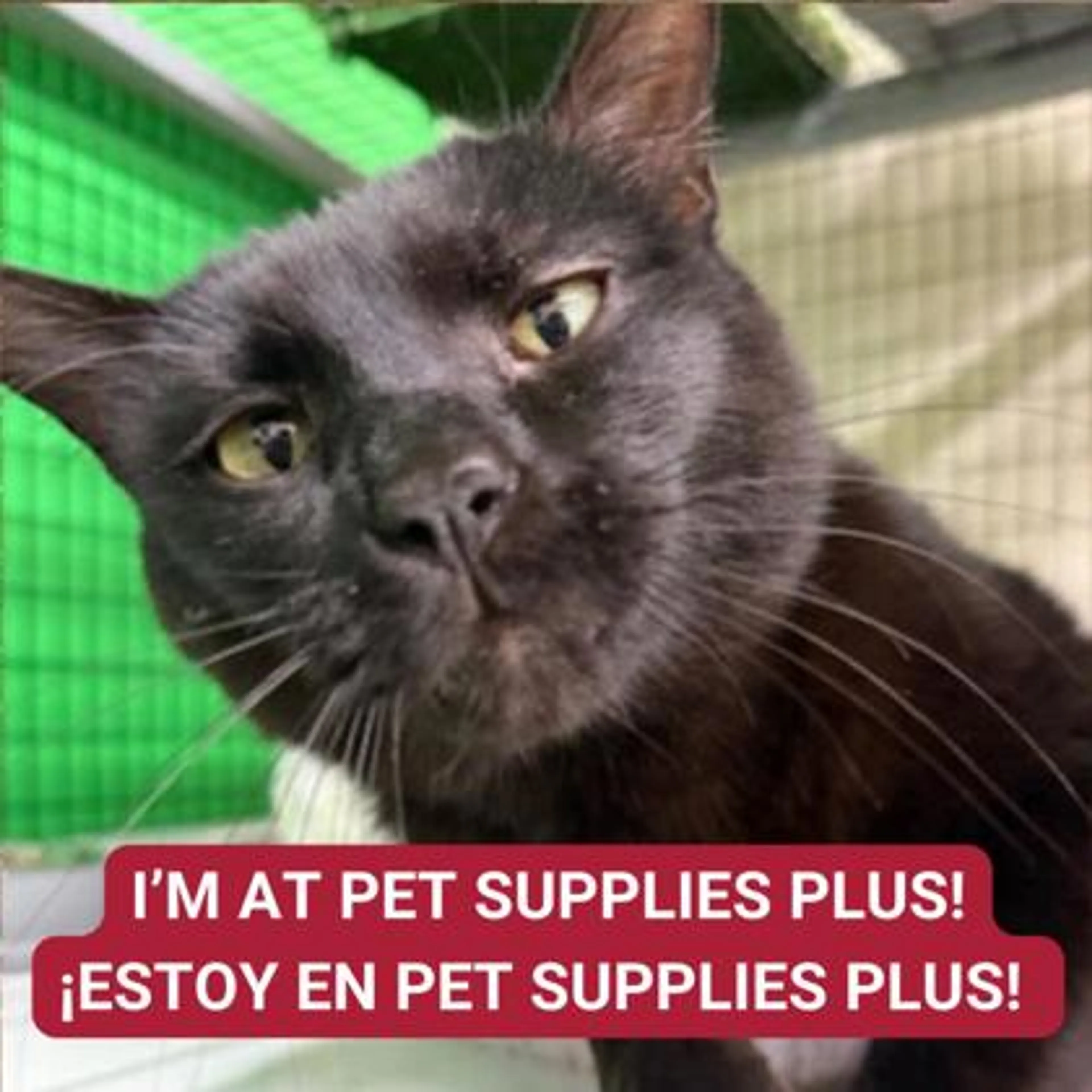 Found pet-0