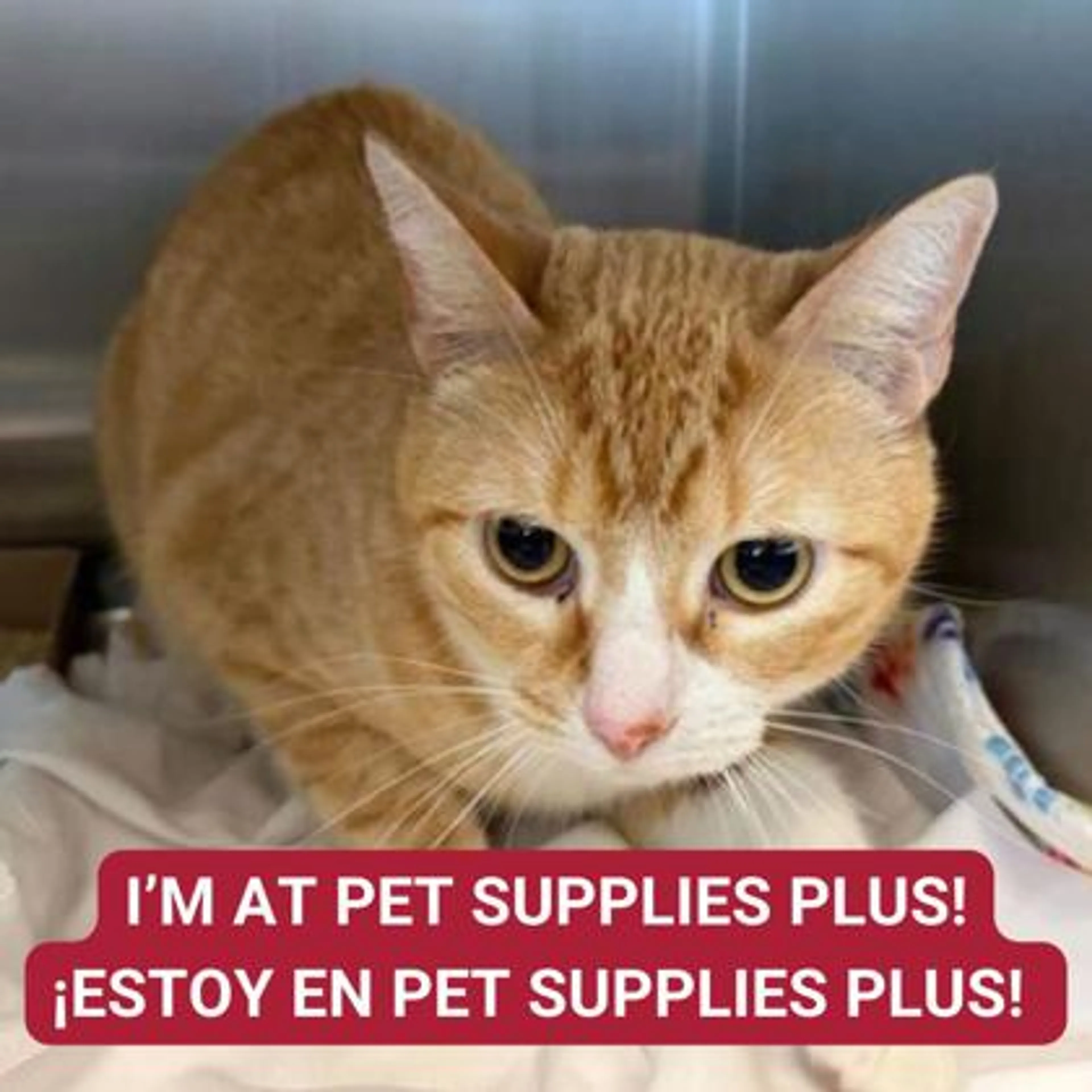 Found pet