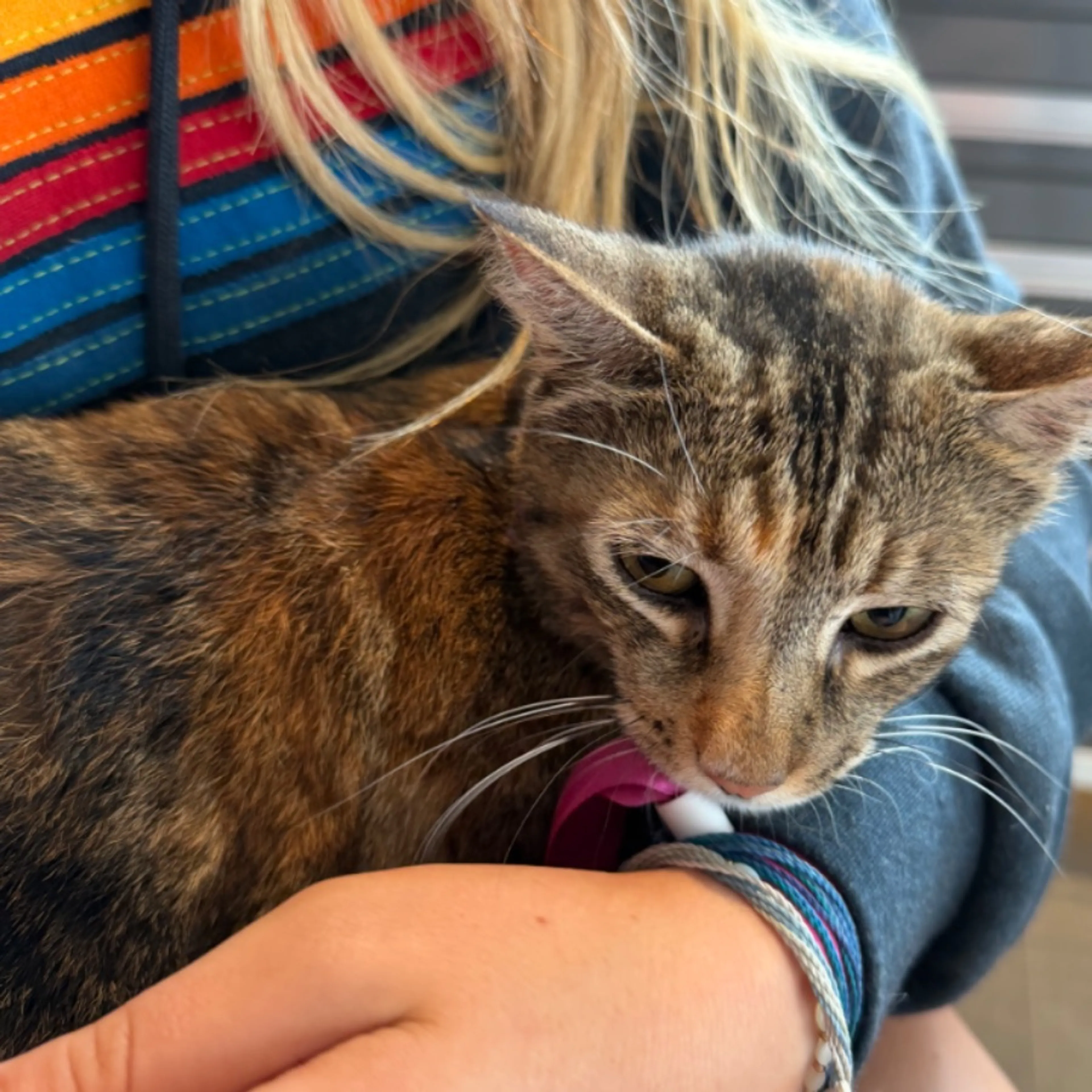 Found pet