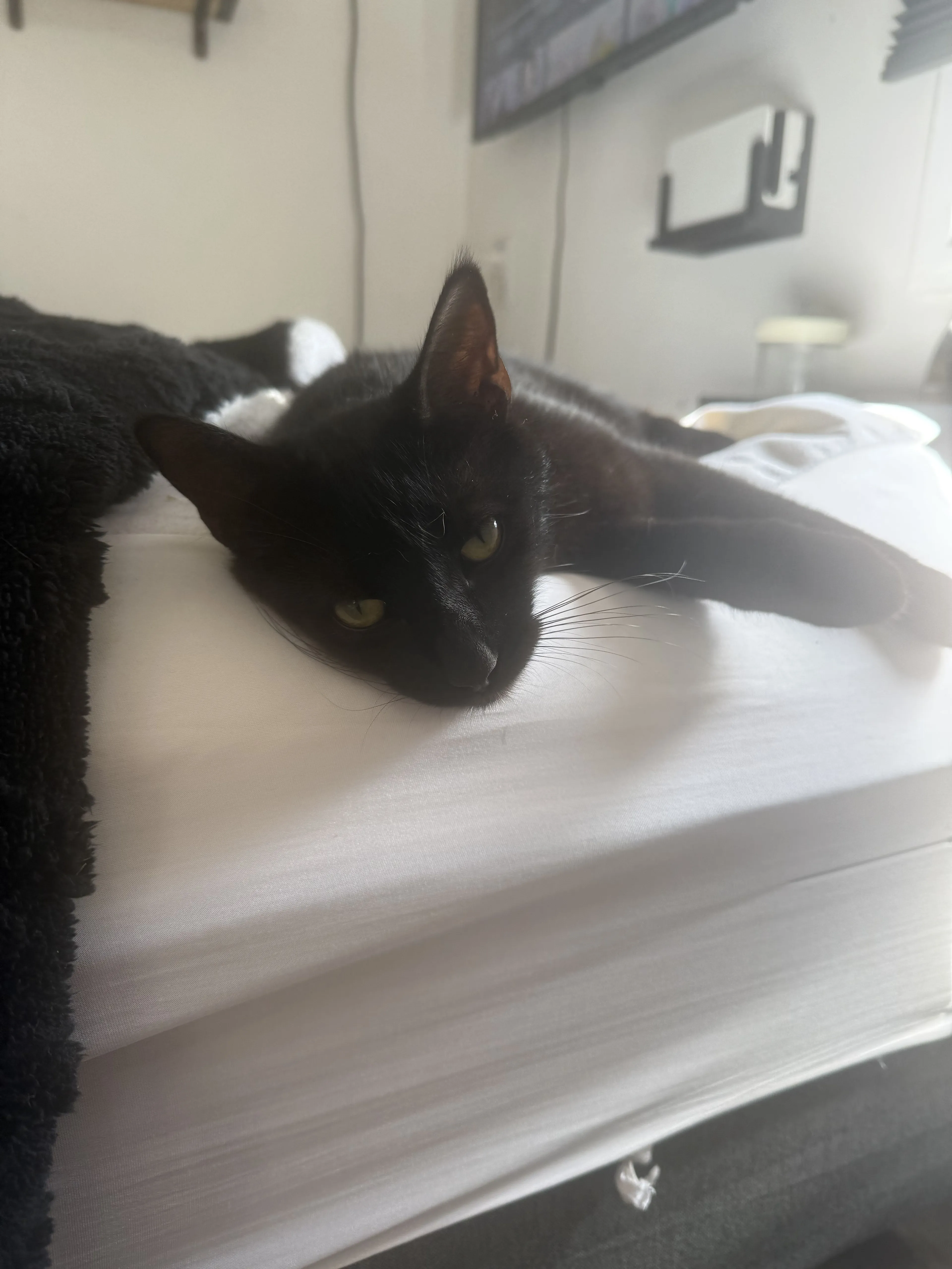 Lost pet