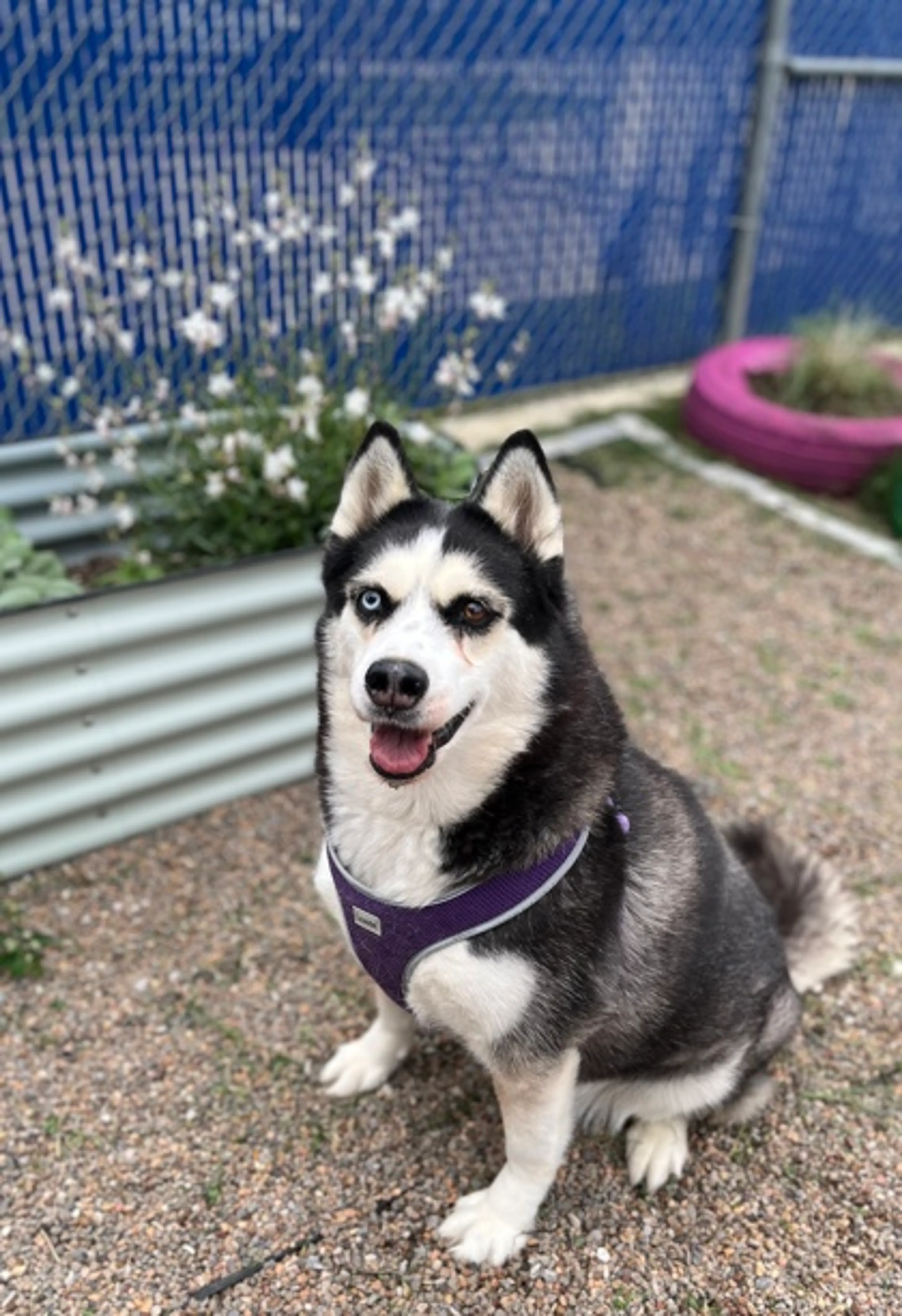Found pet-1