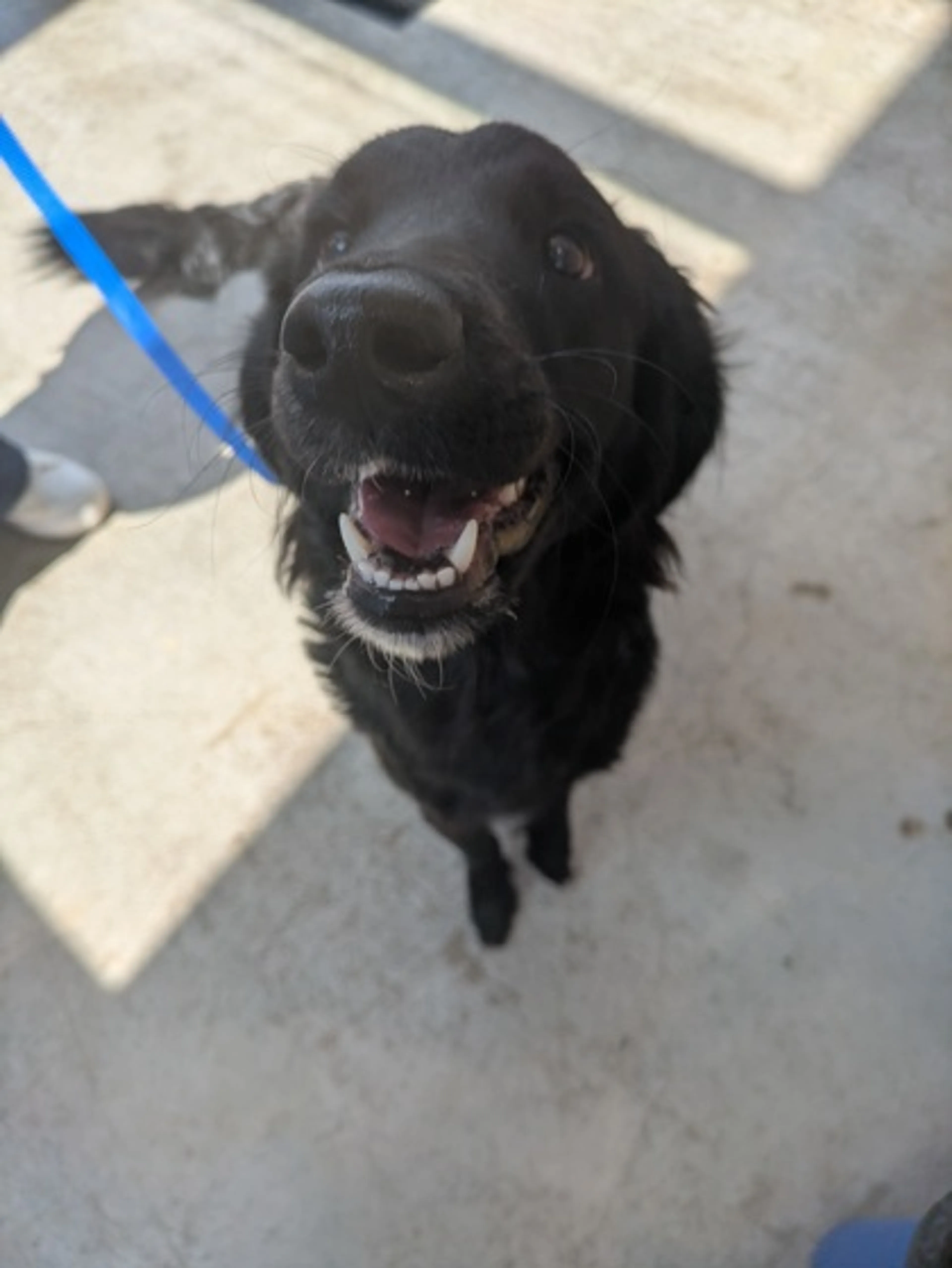 Found pet-2