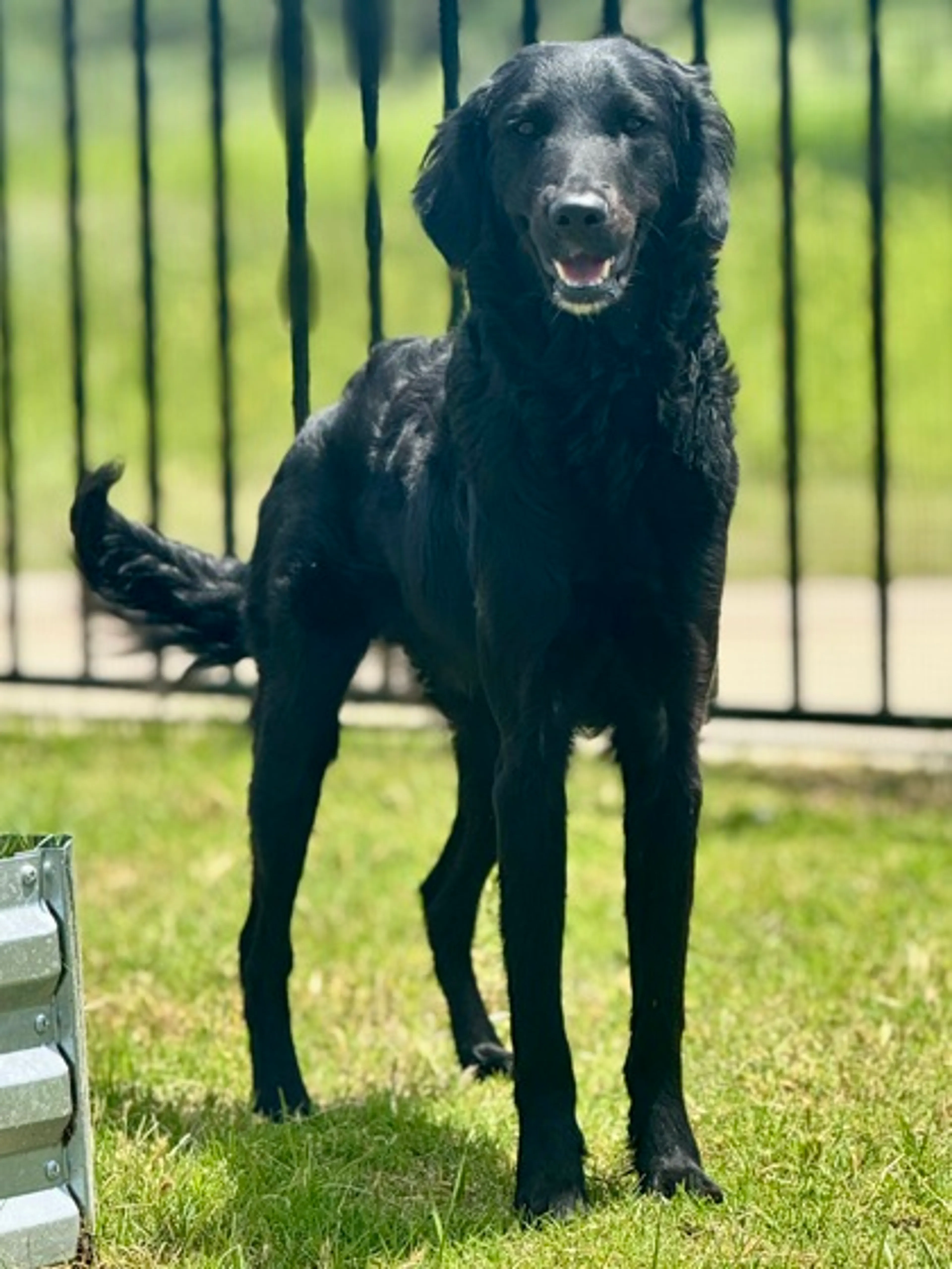 Found pet-1