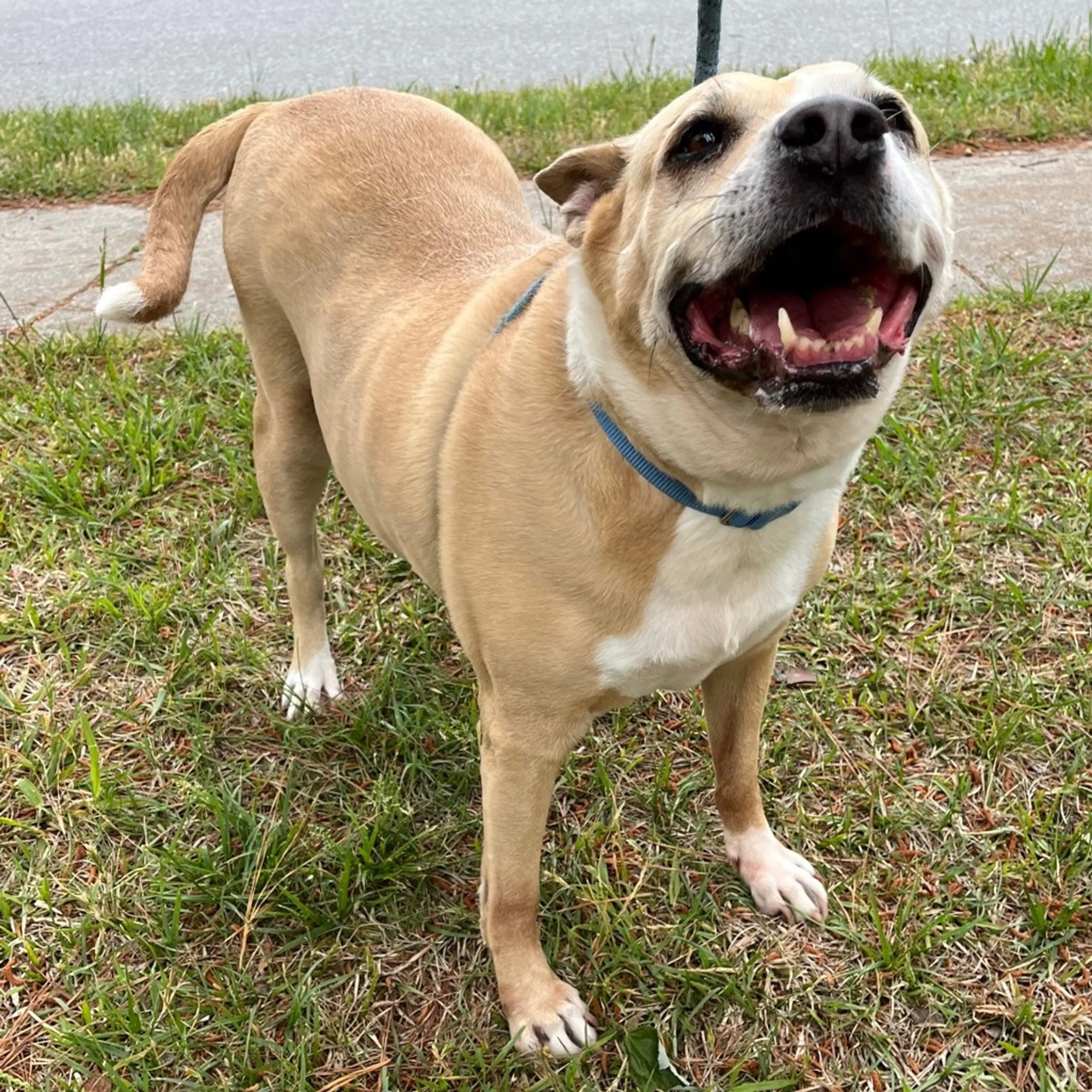 Found pet-2