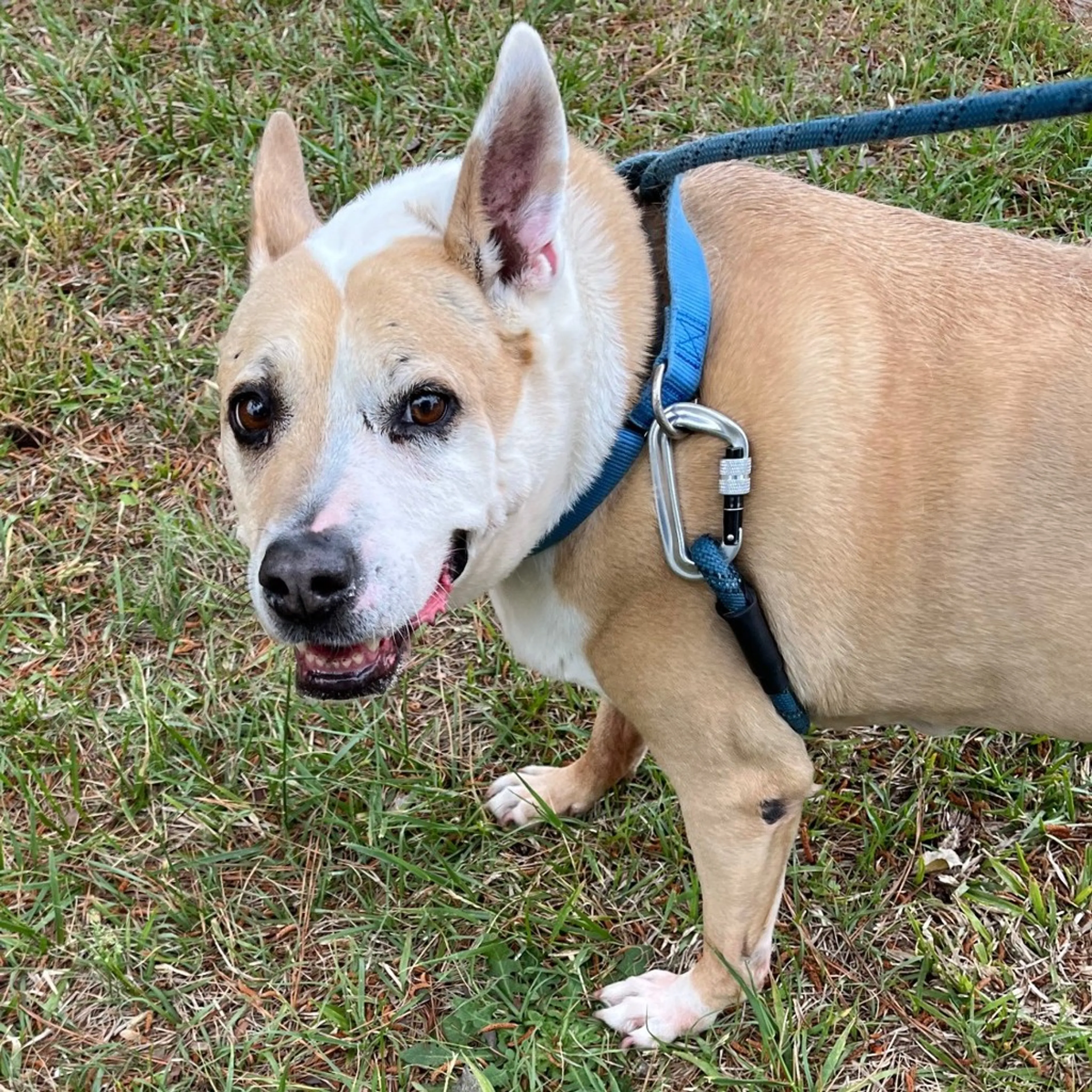 Found pet-1