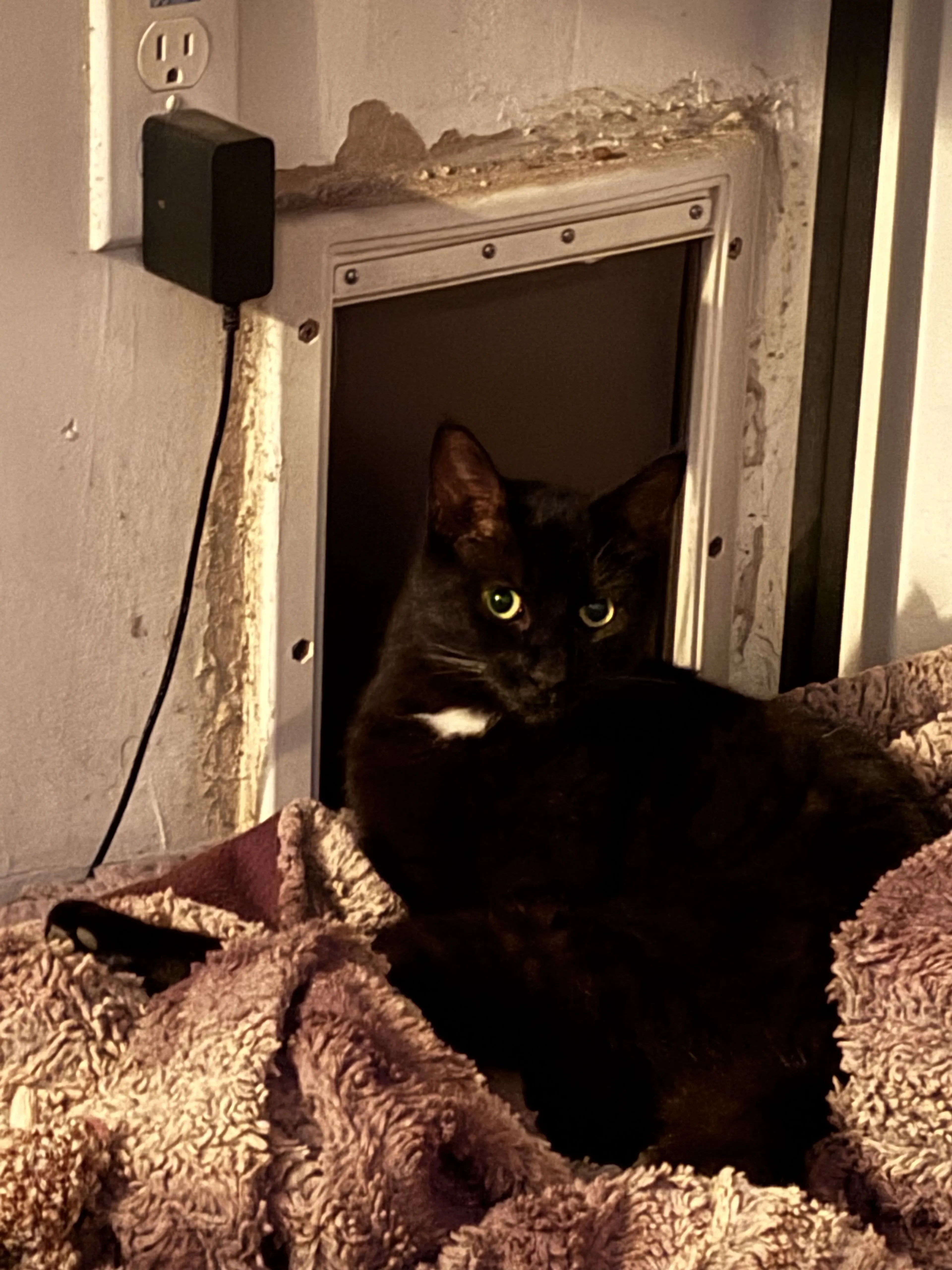 Lost pet-1