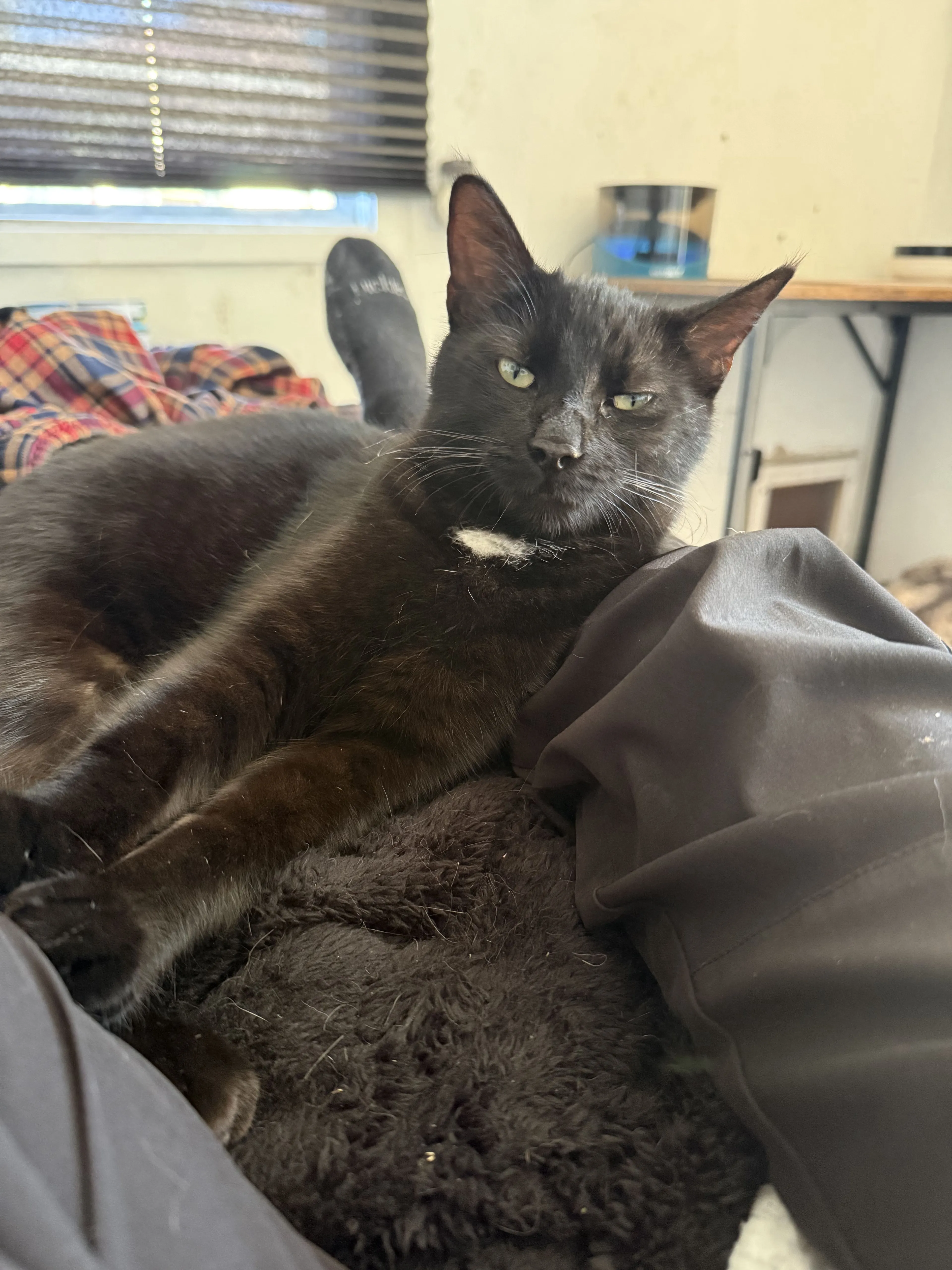 Lost pet-0