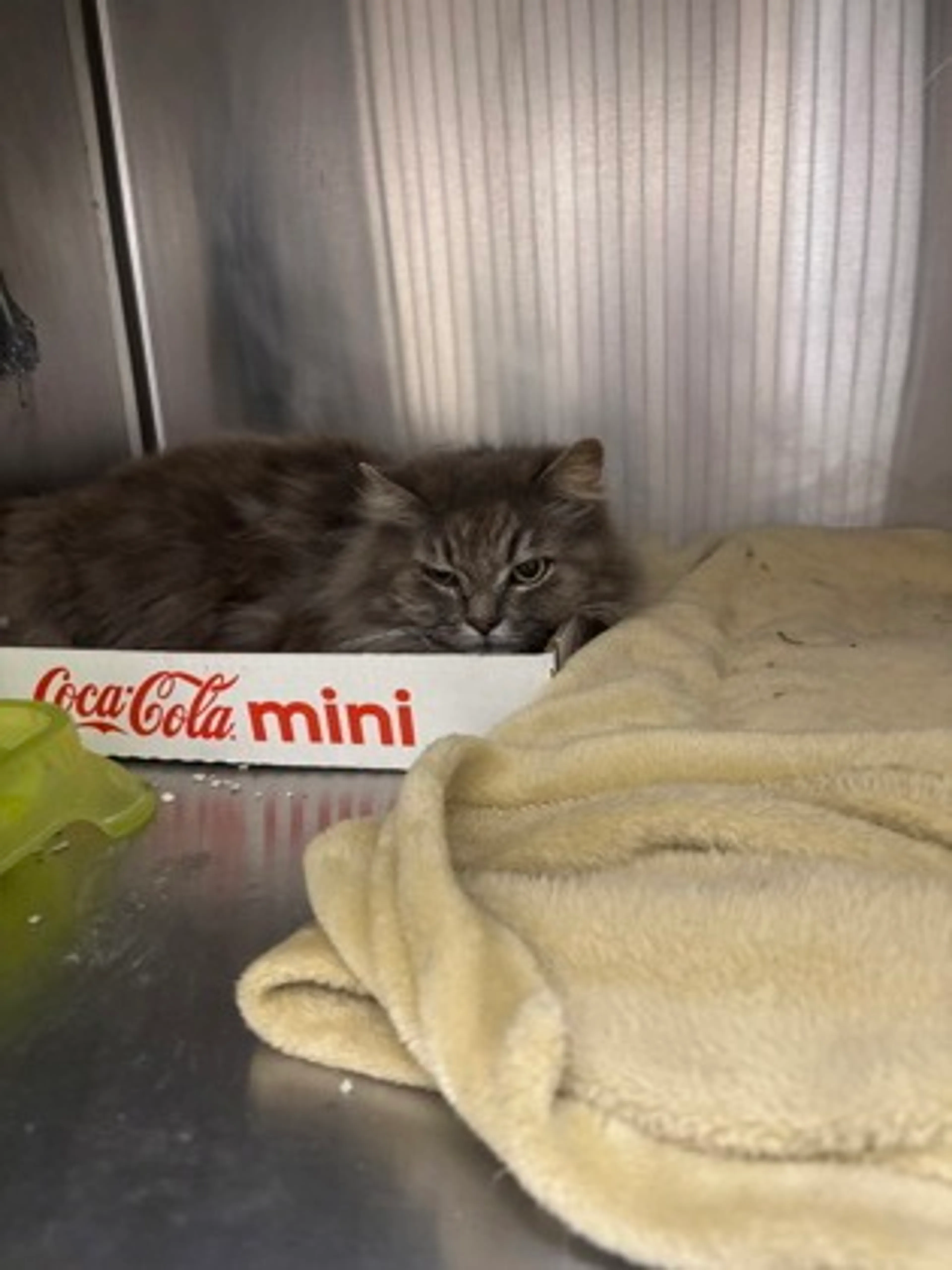 Found pet