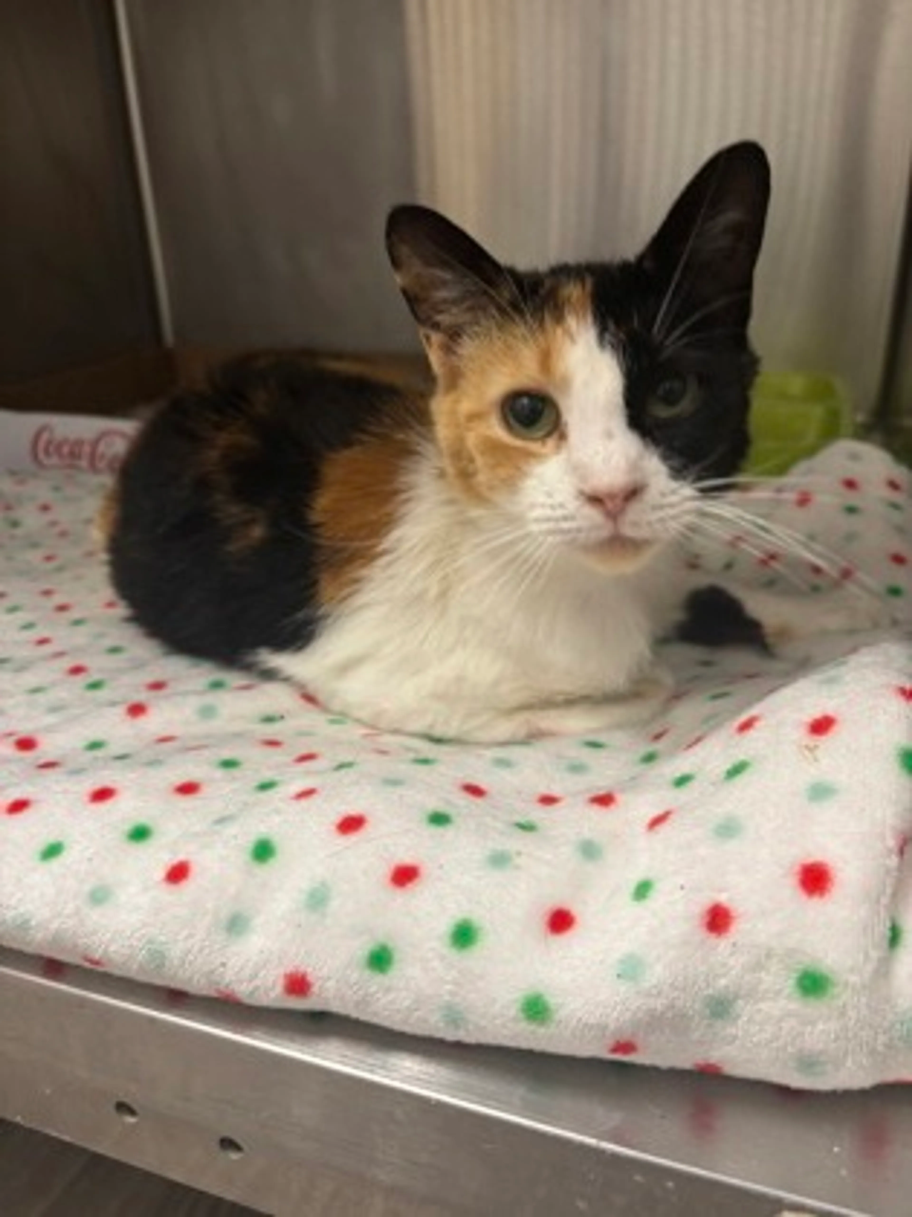 Found pet