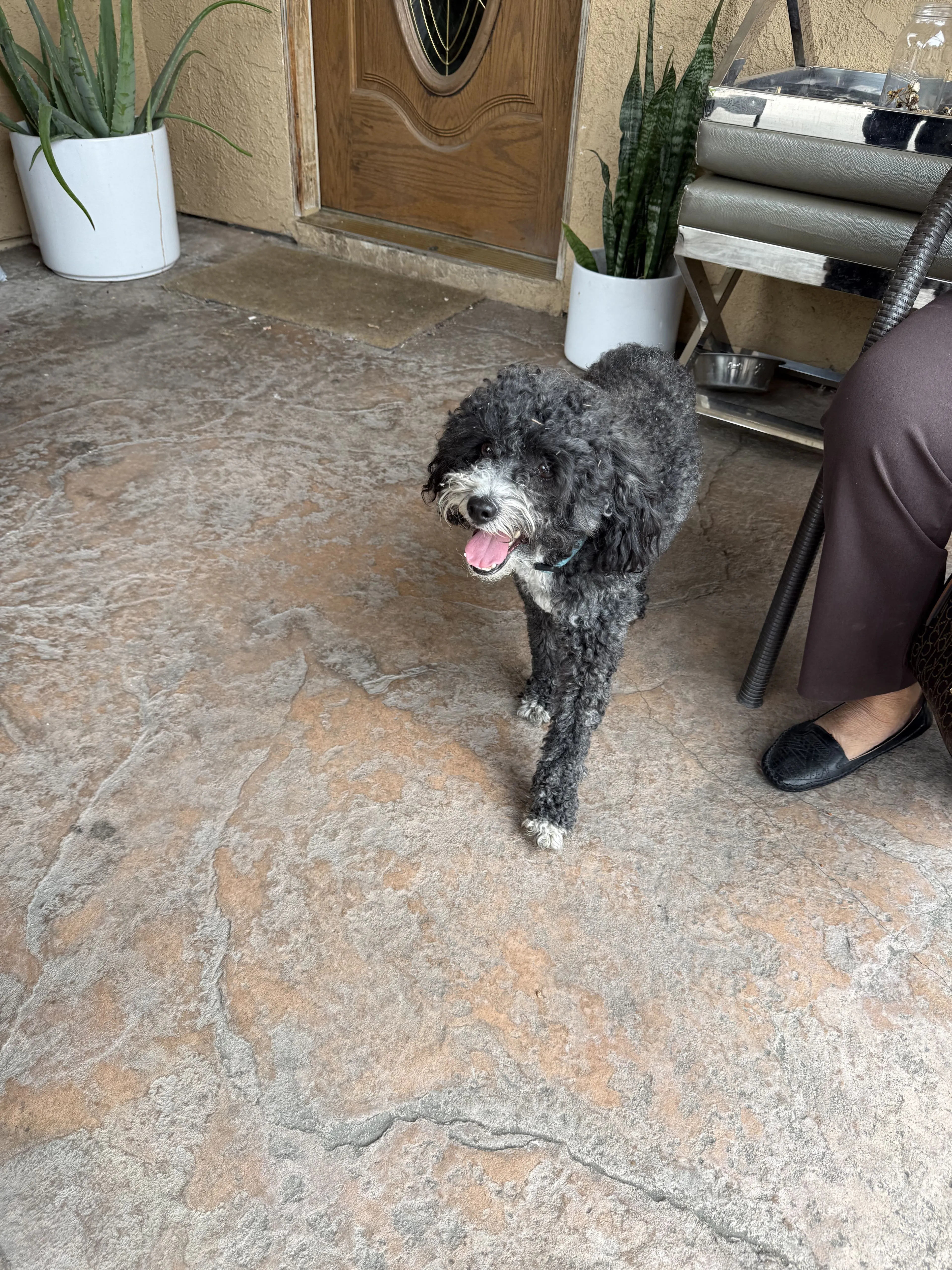 Lost pet