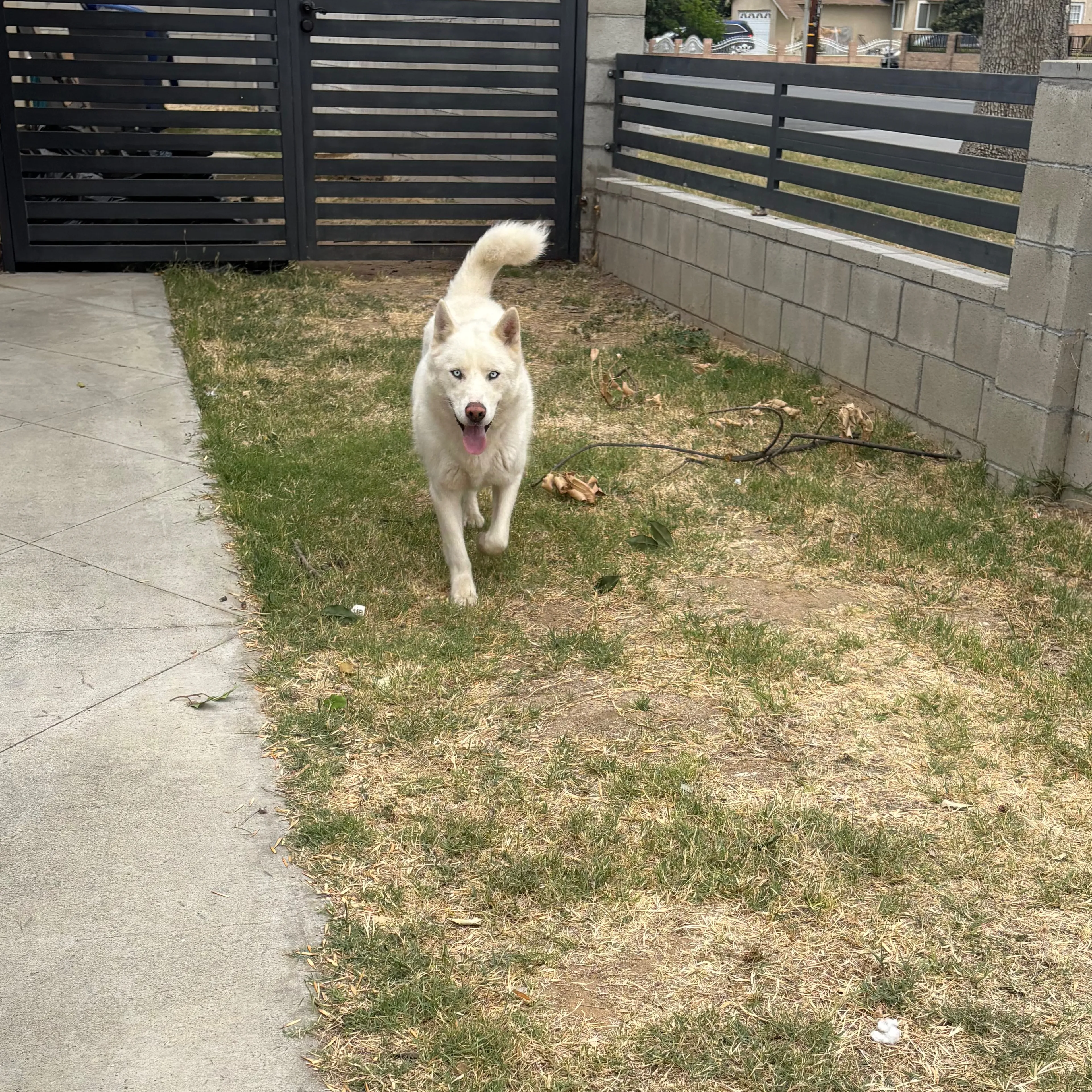 Found pet-1