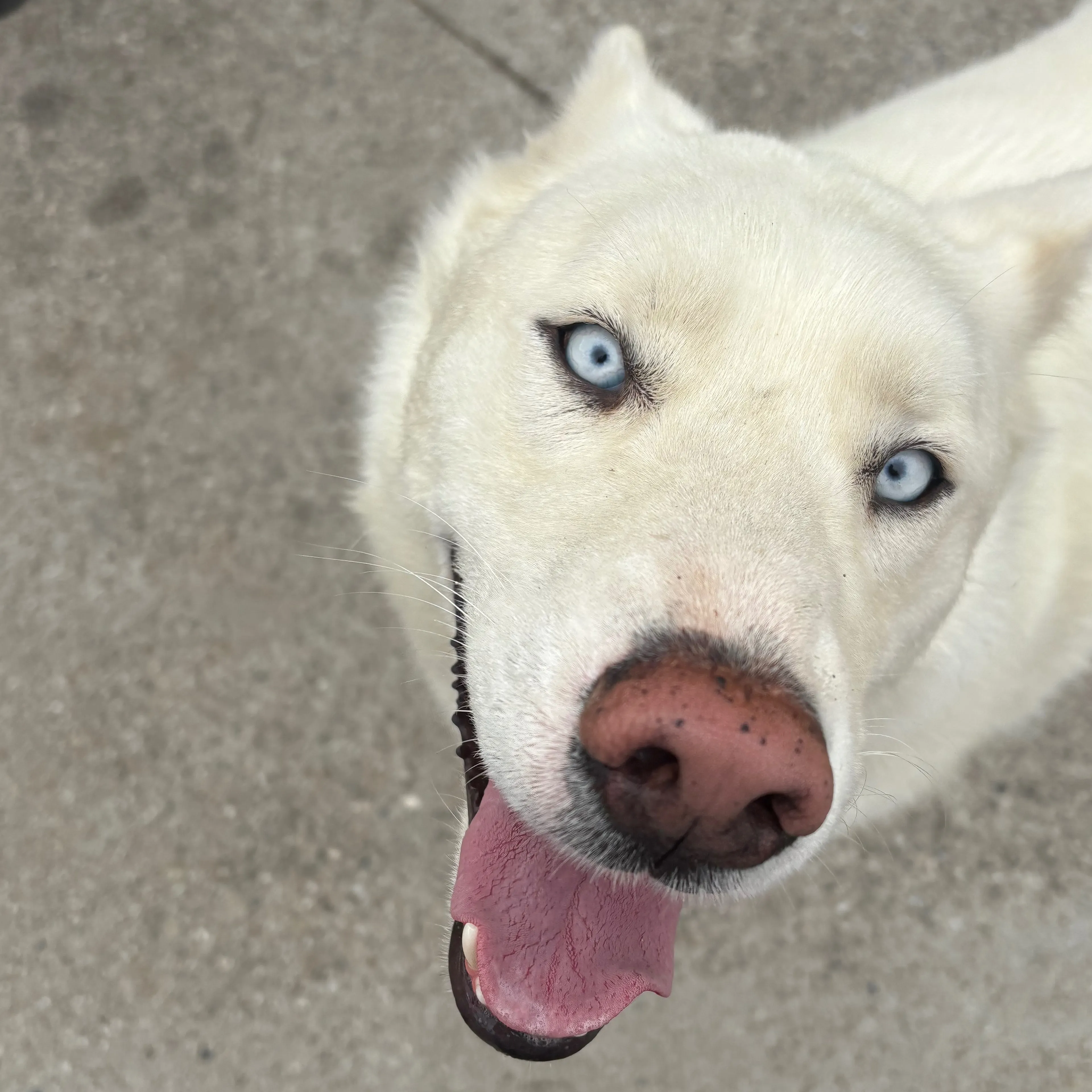Found pet-2