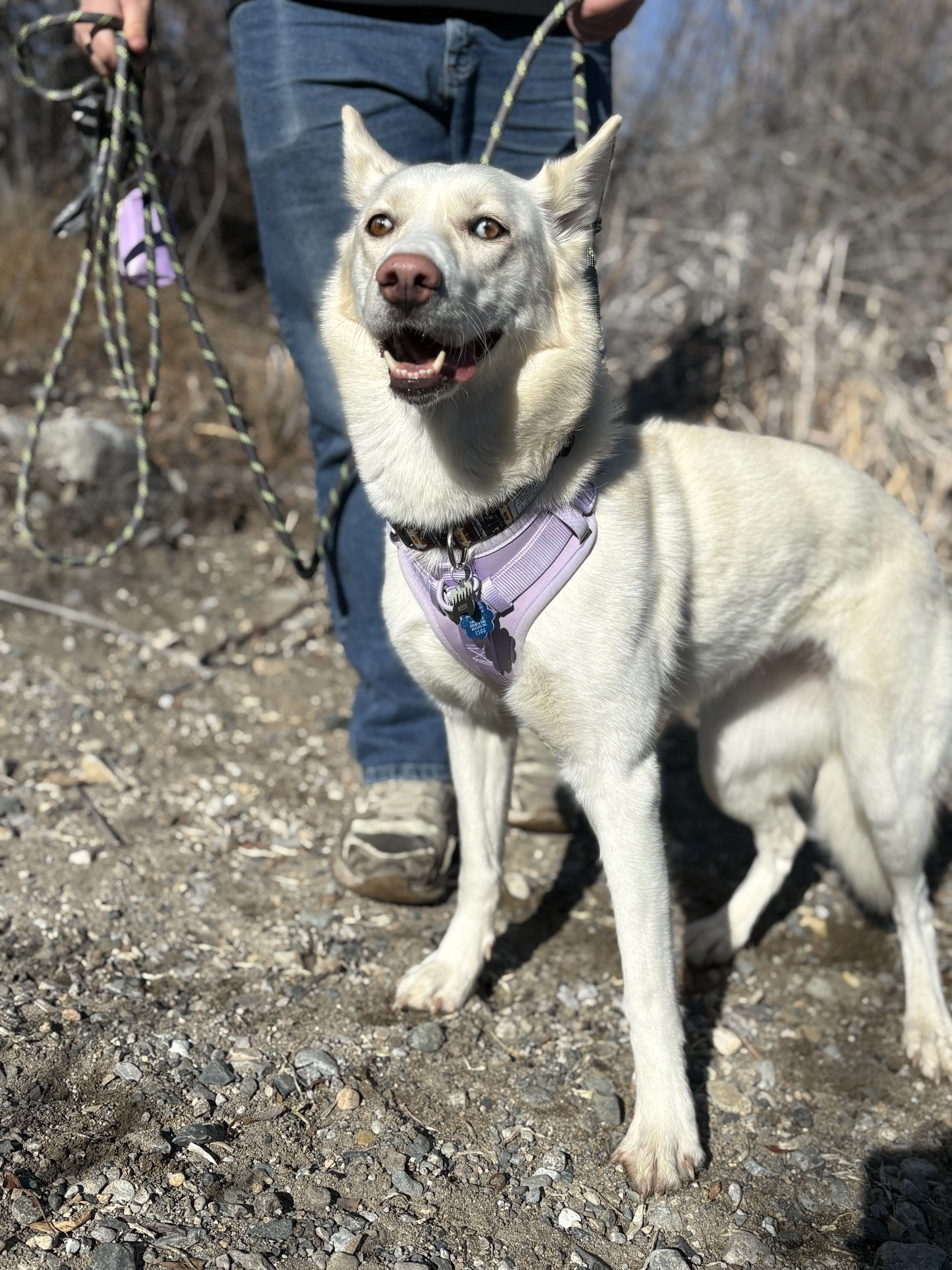 Lost pet
