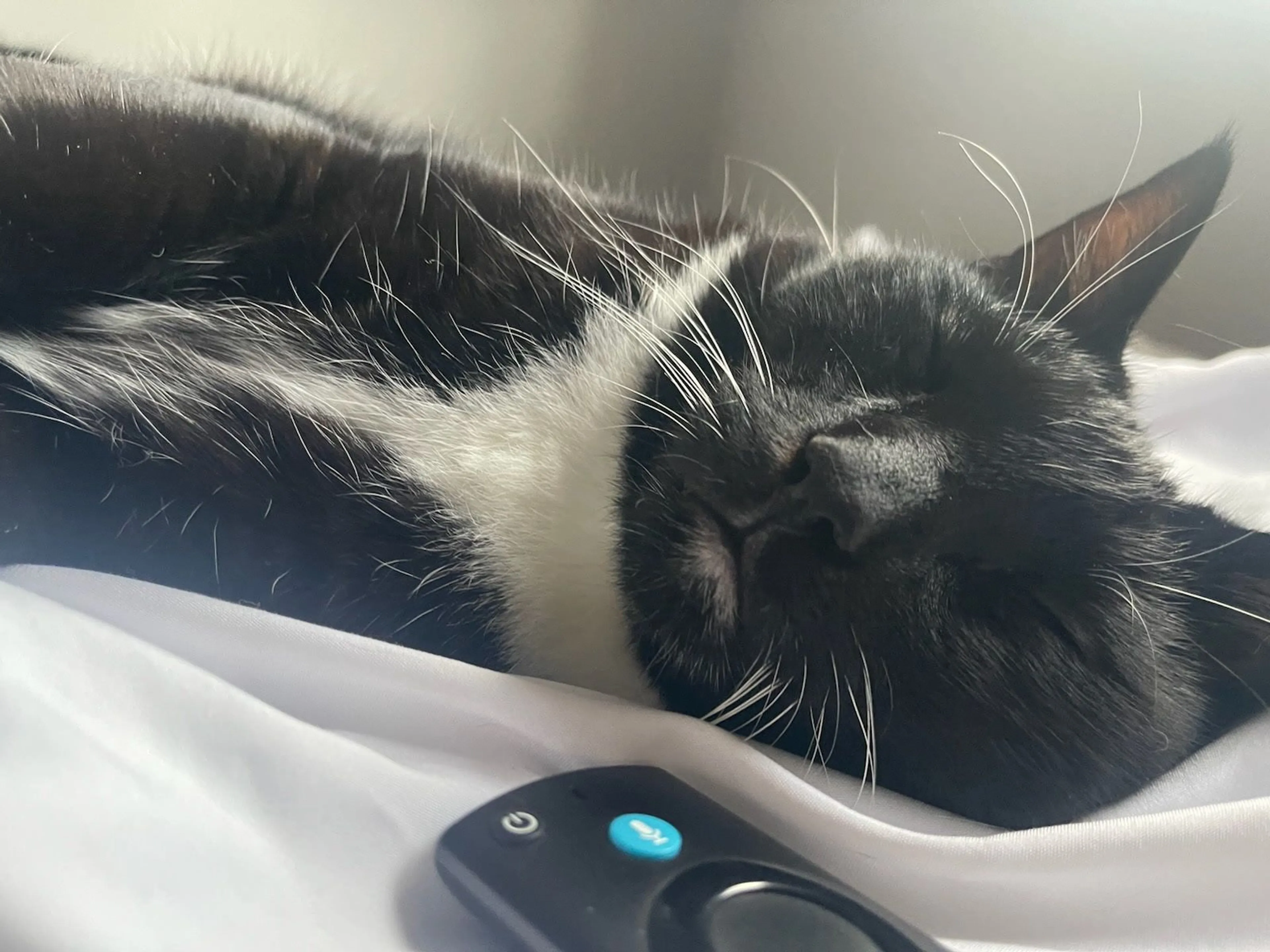 Lost pet-2