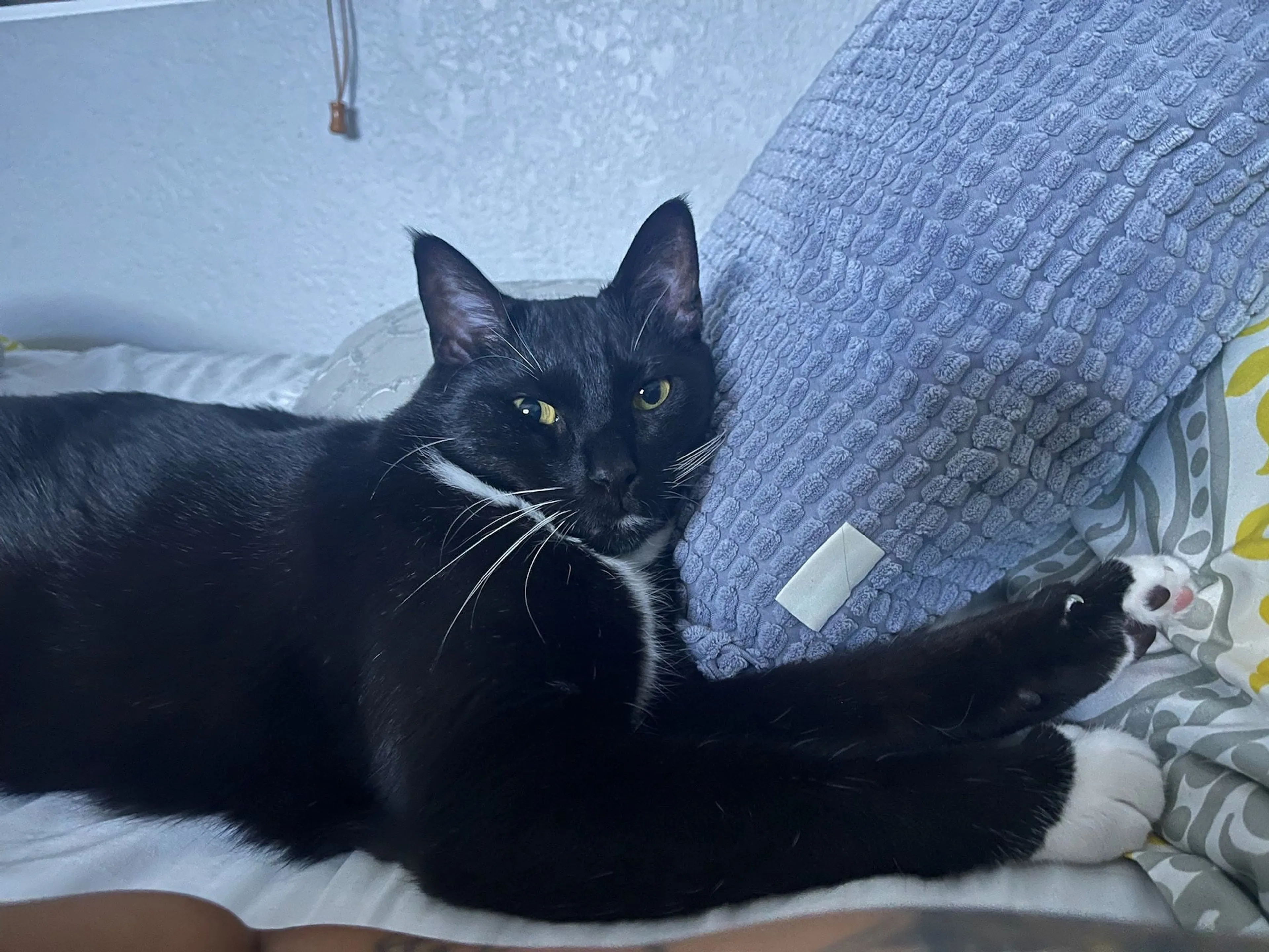 Lost pet-0