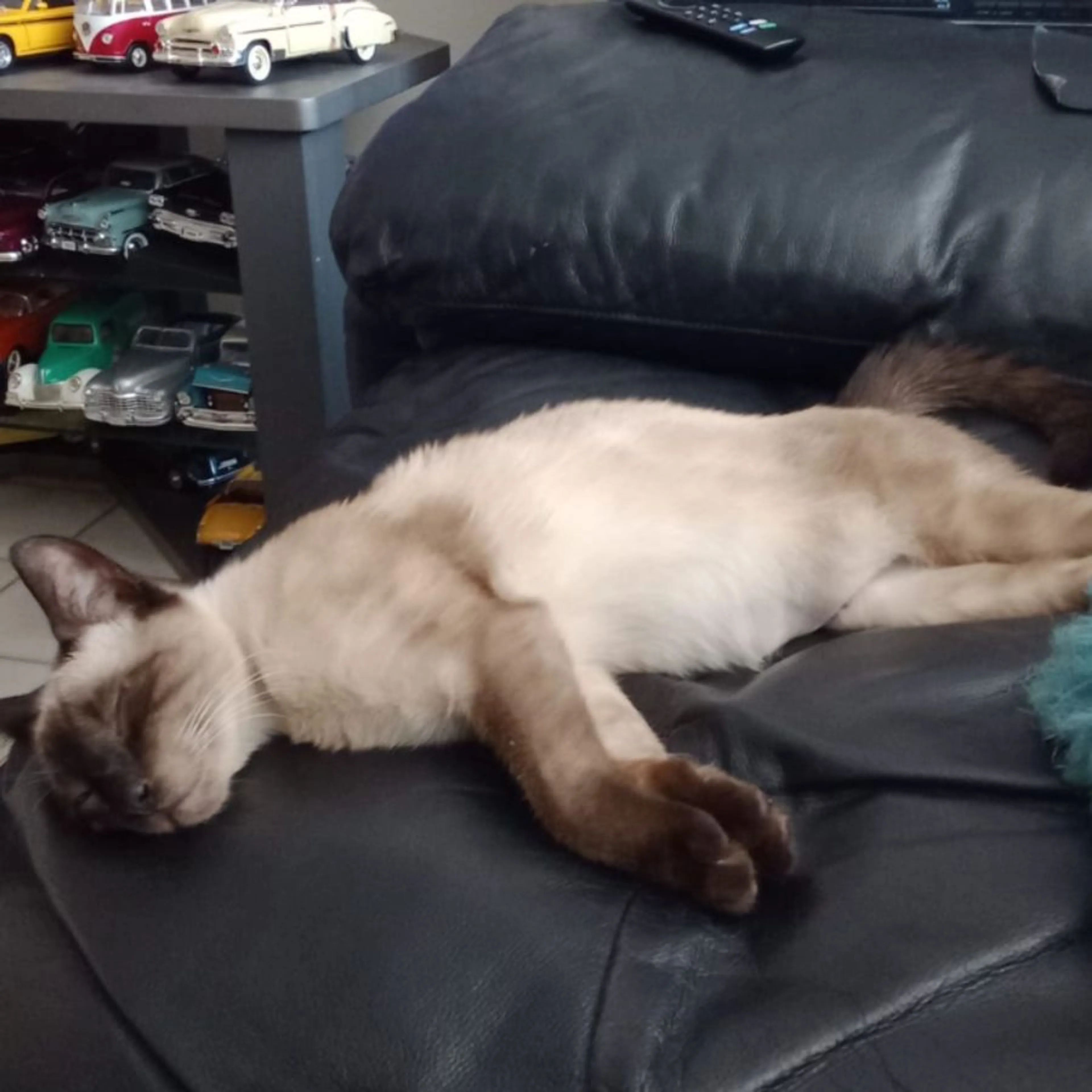 Lost pet