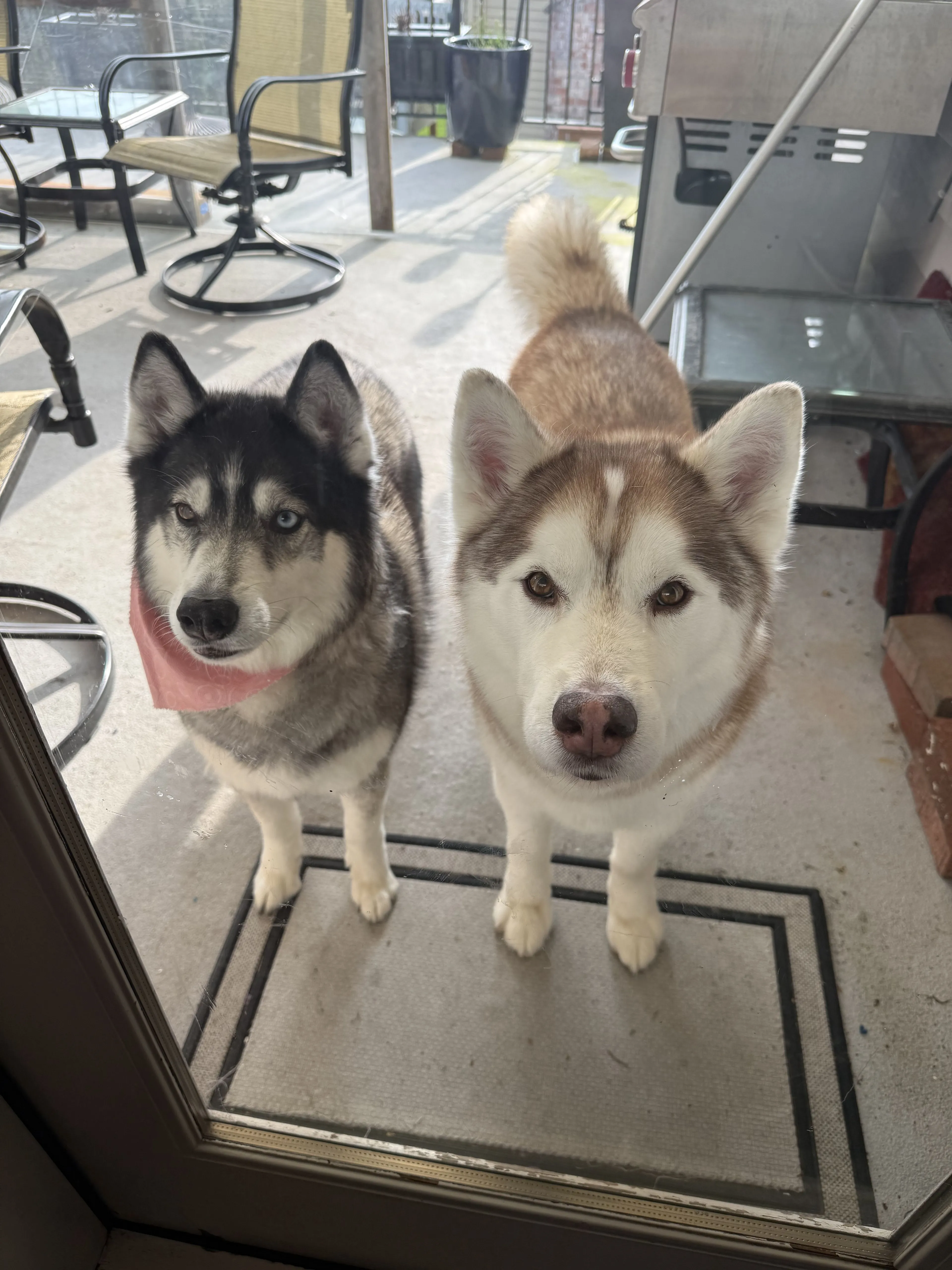 Lost pet