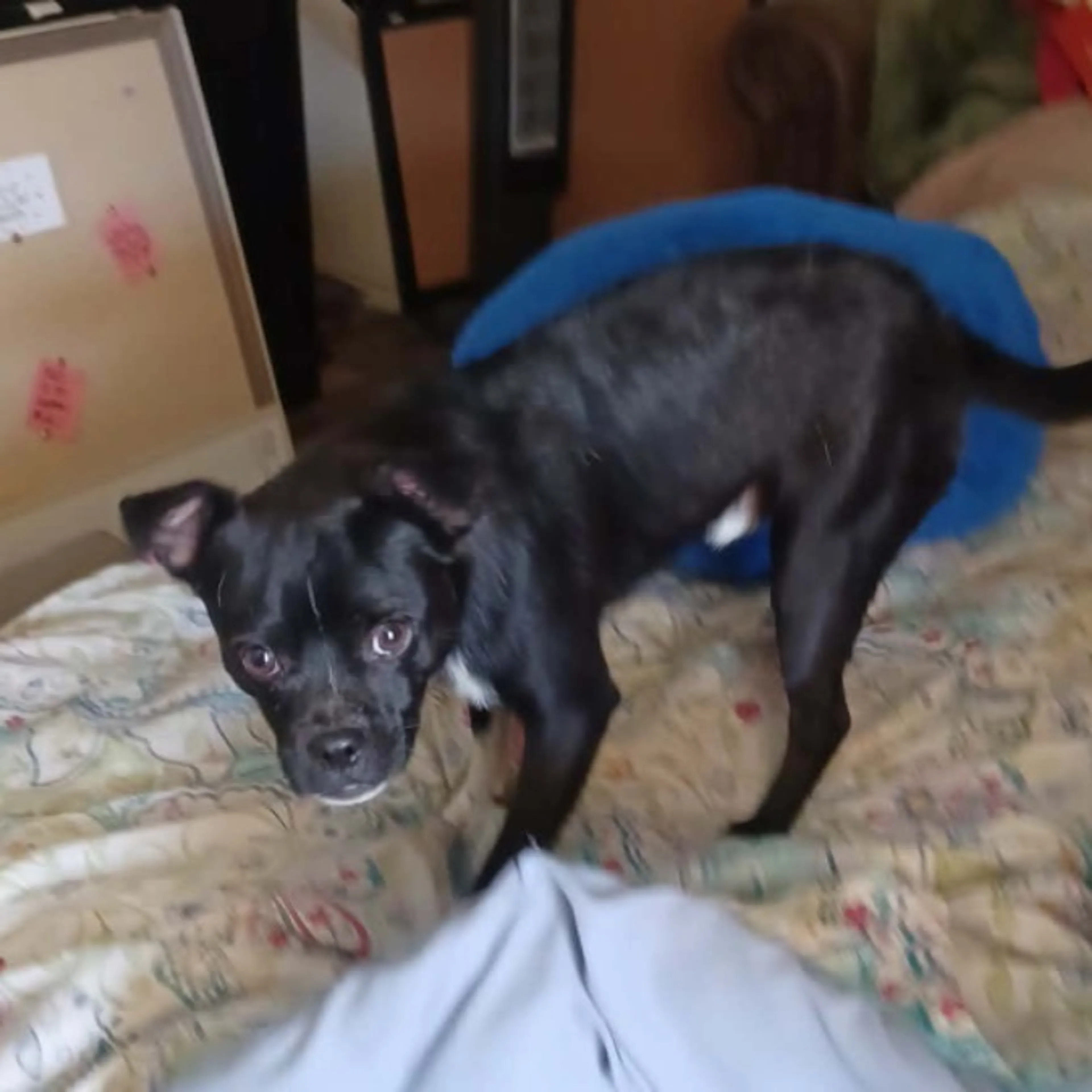 Found pet