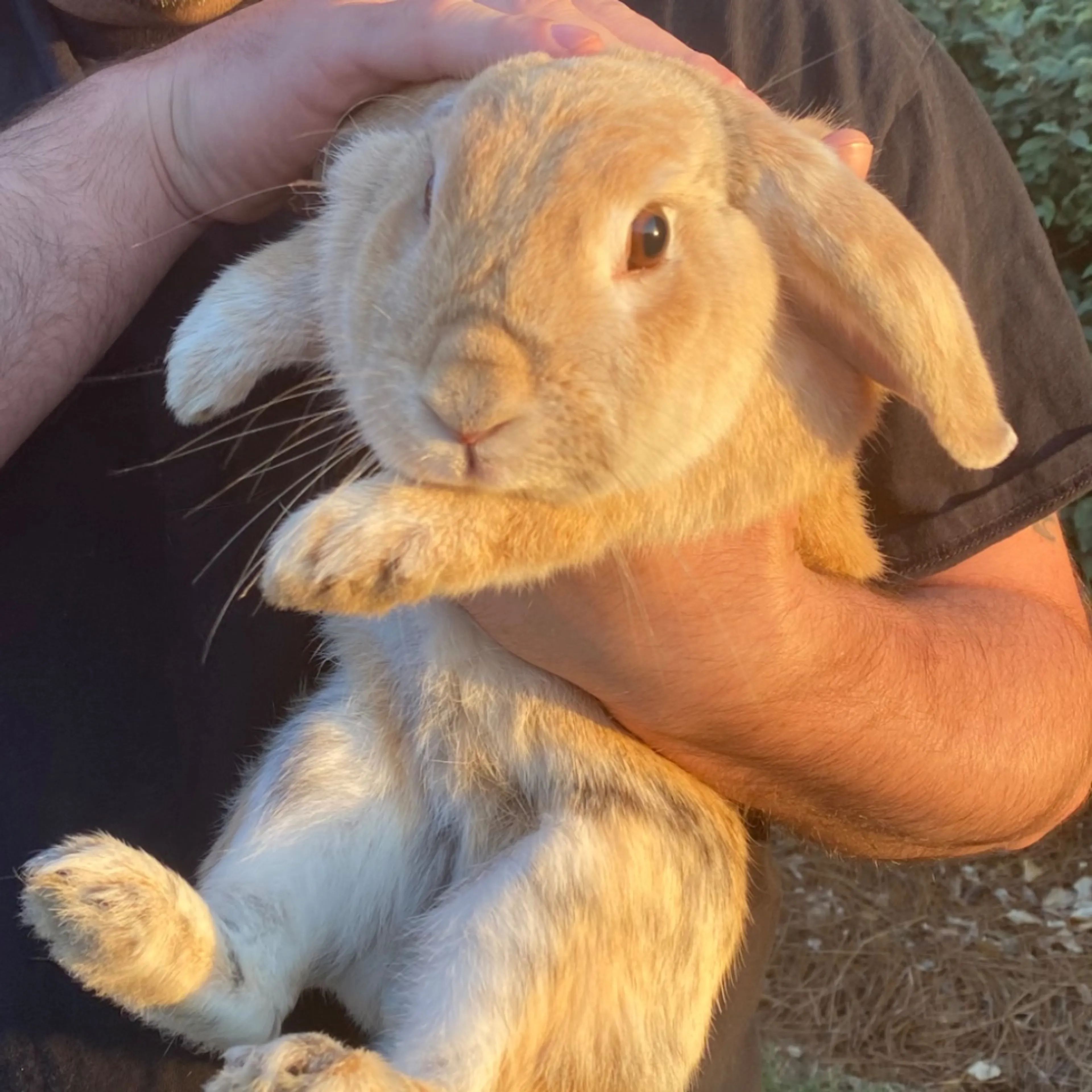 Found pet
