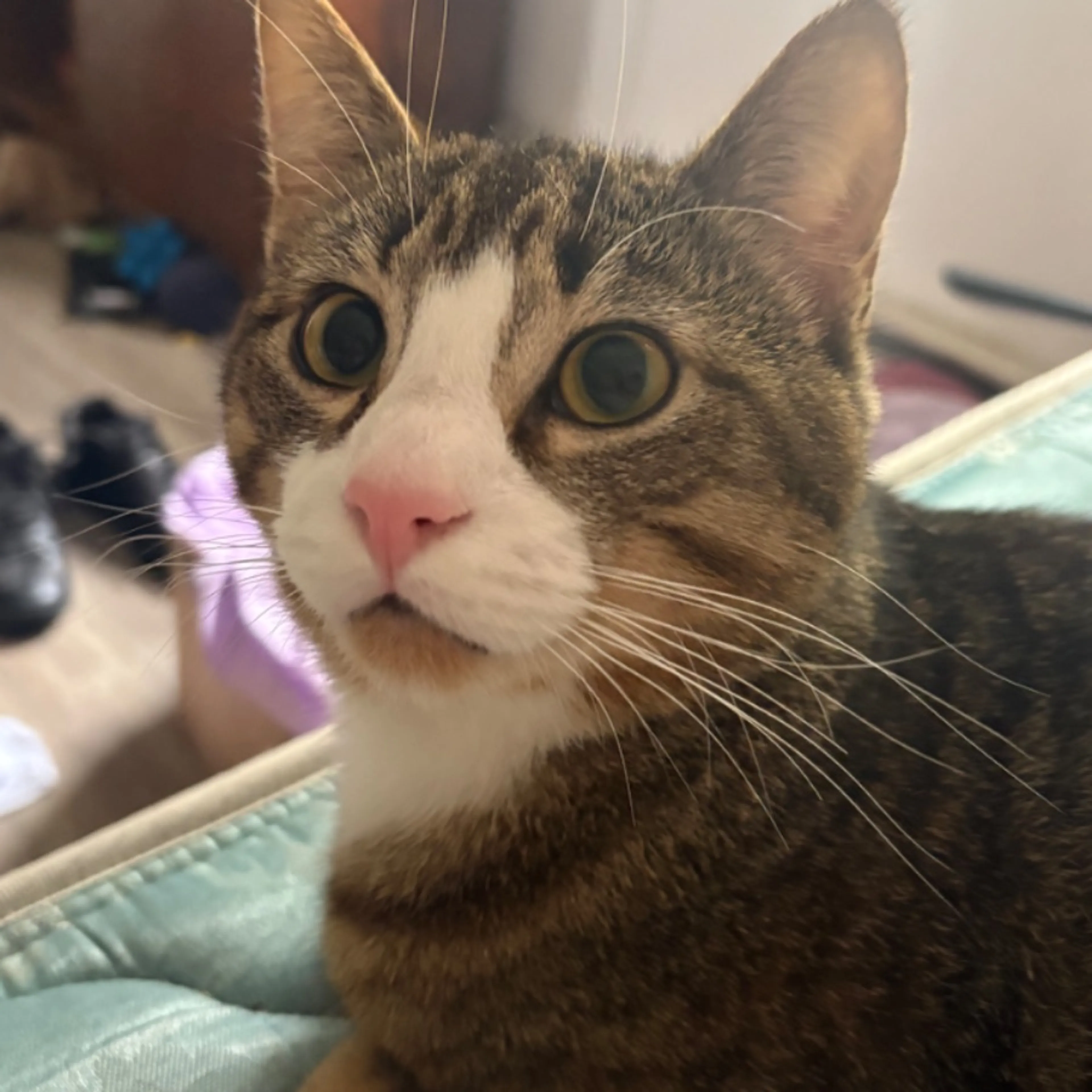 Lost pet