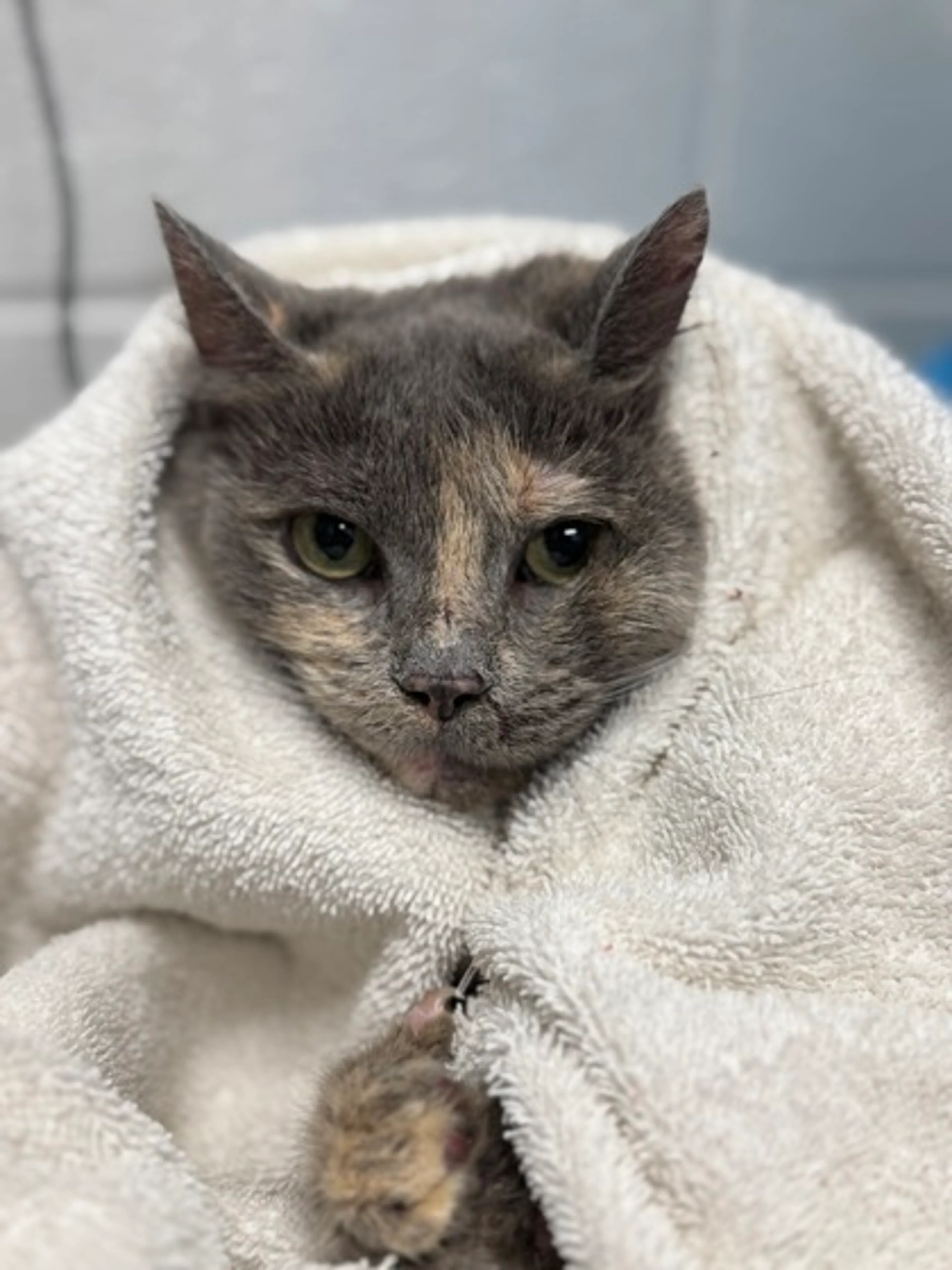 Found pet