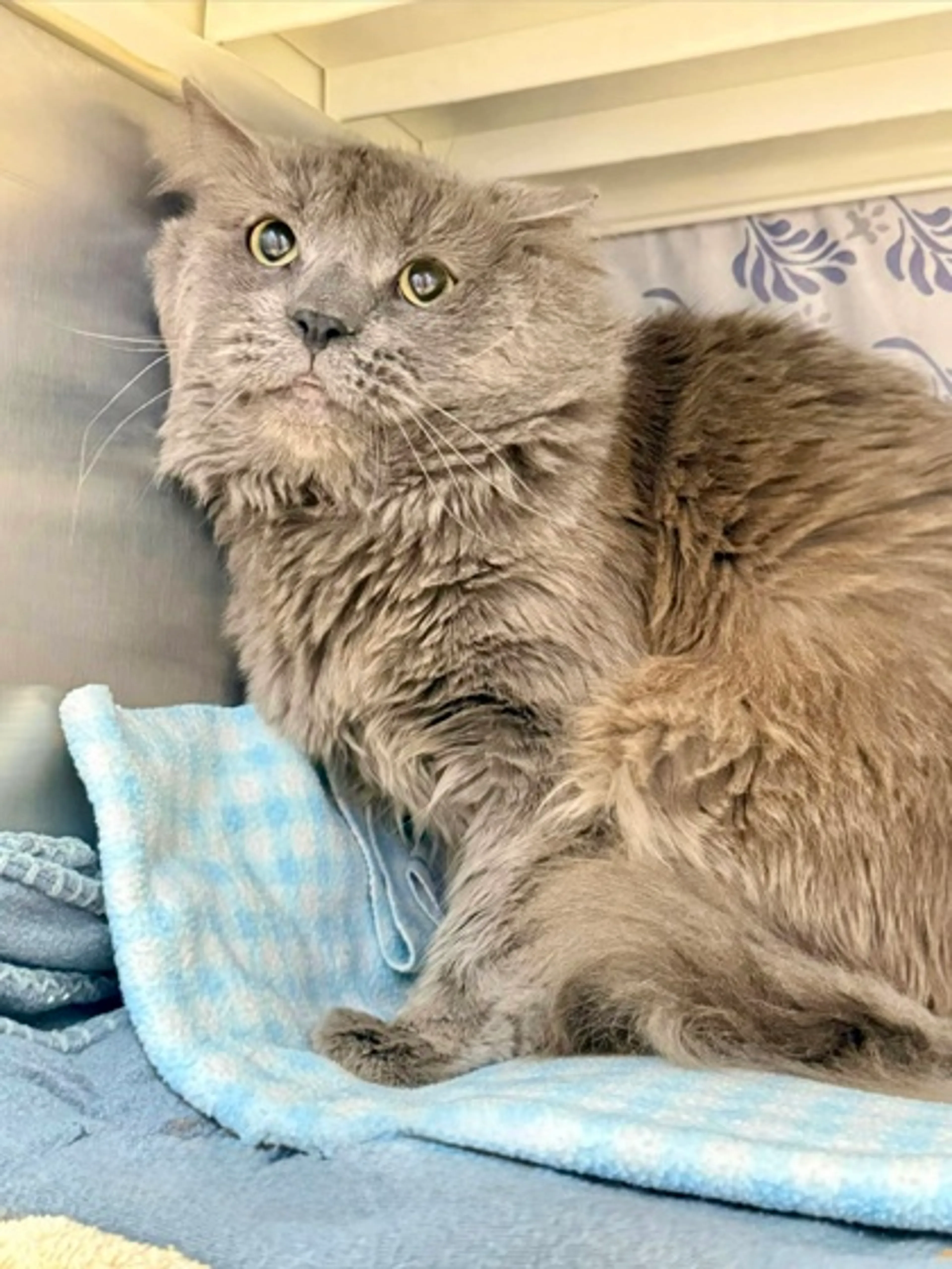Found pet