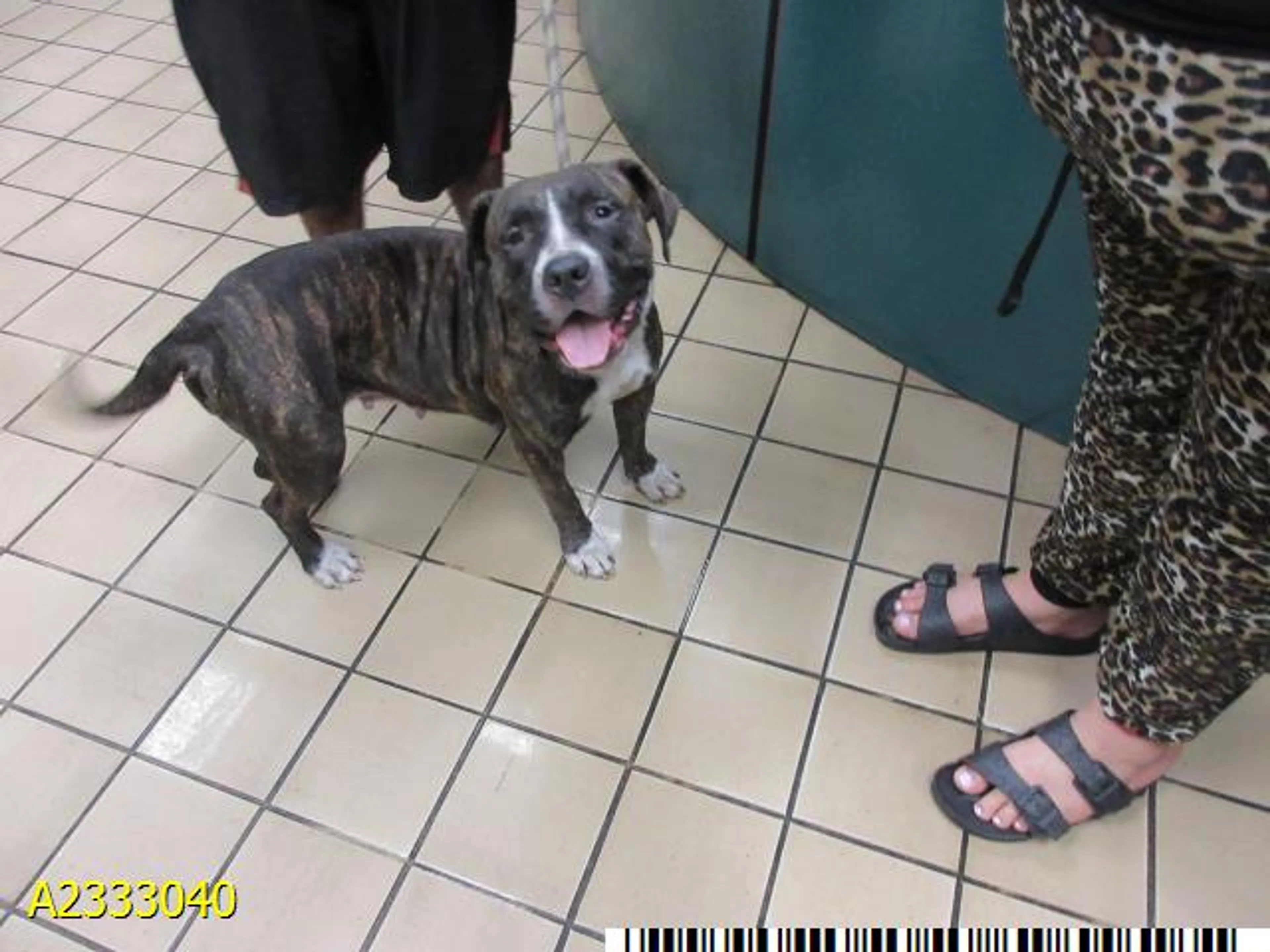 Found pet