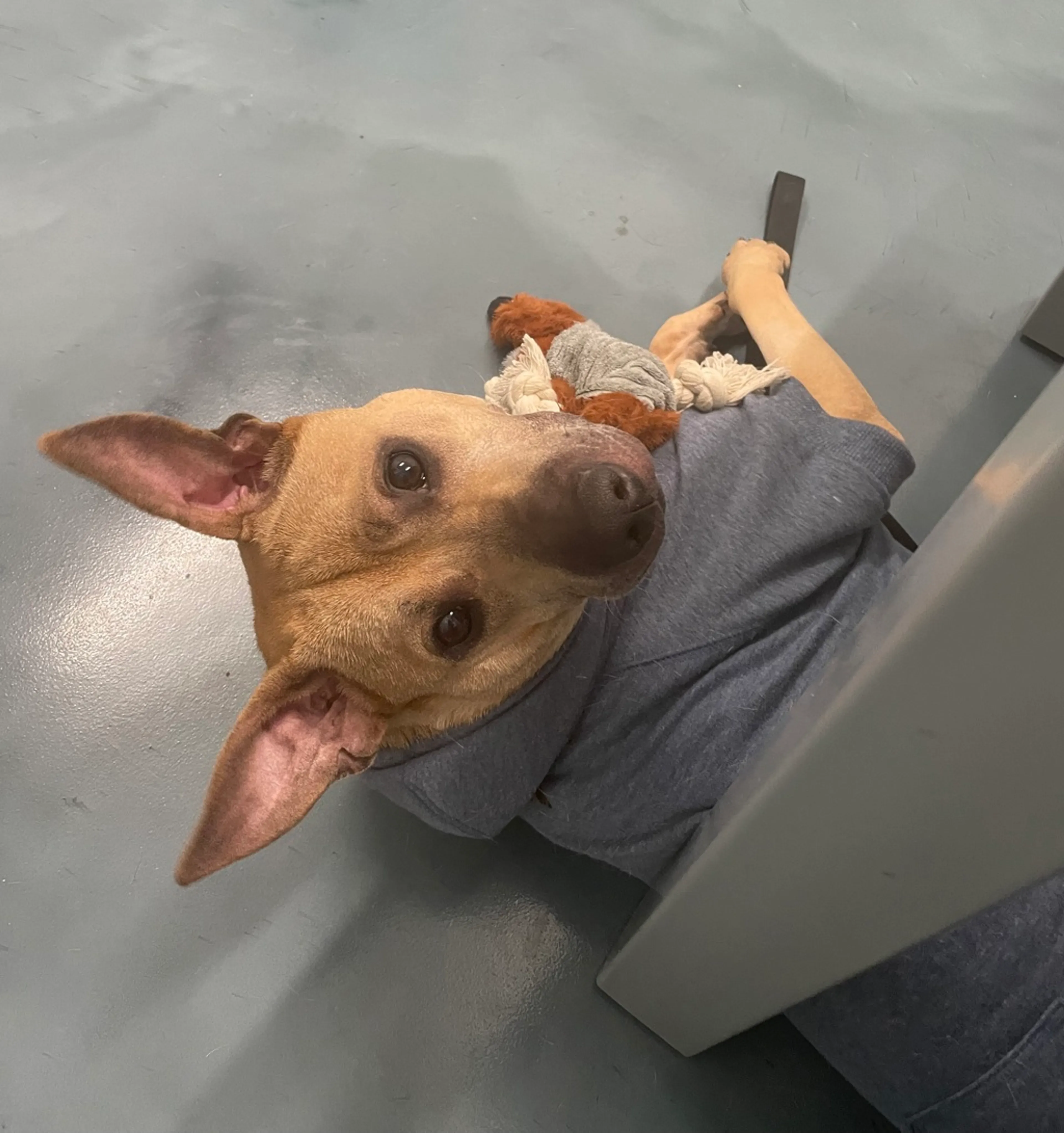 Found pet-3