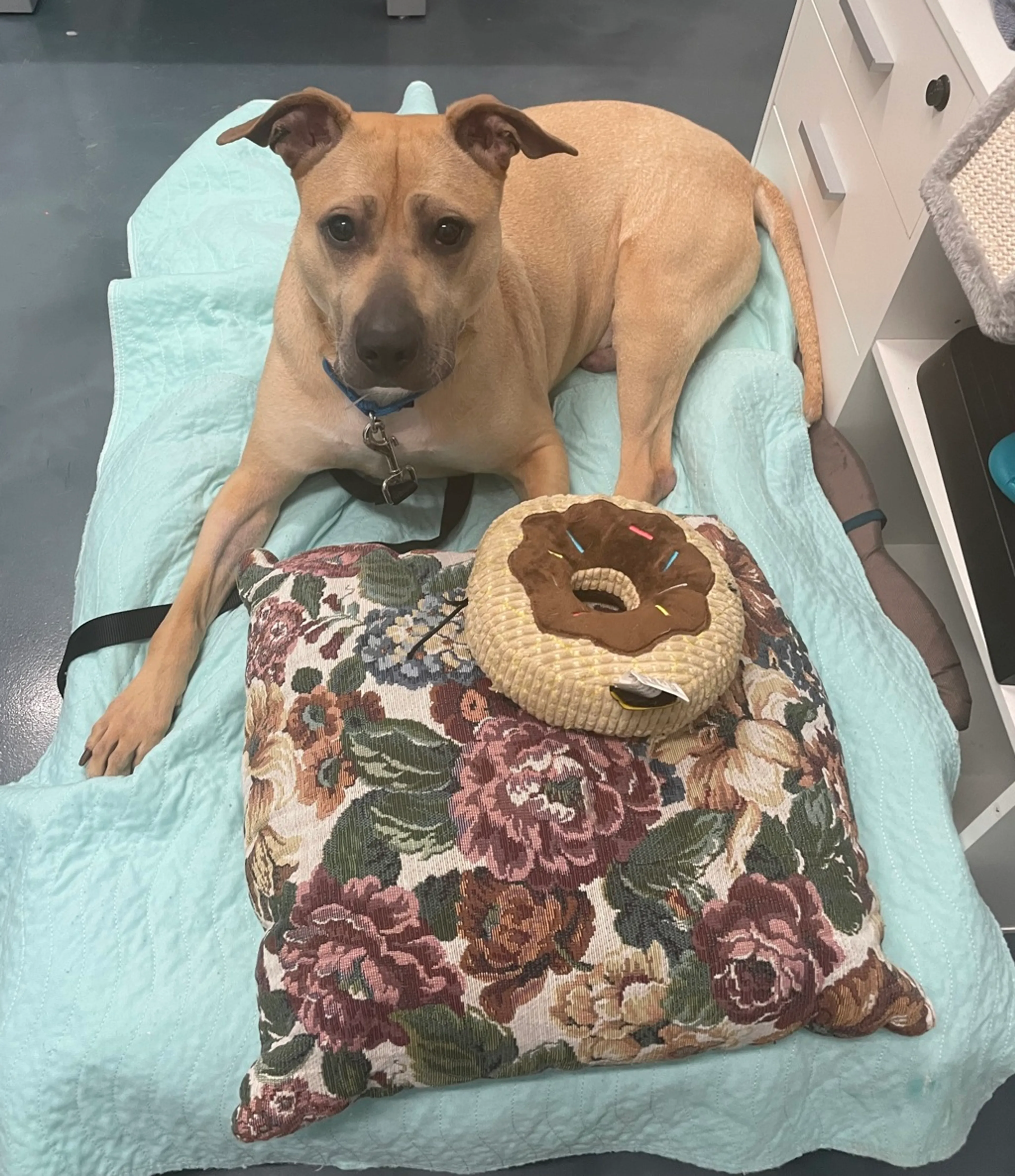 Found pet-4