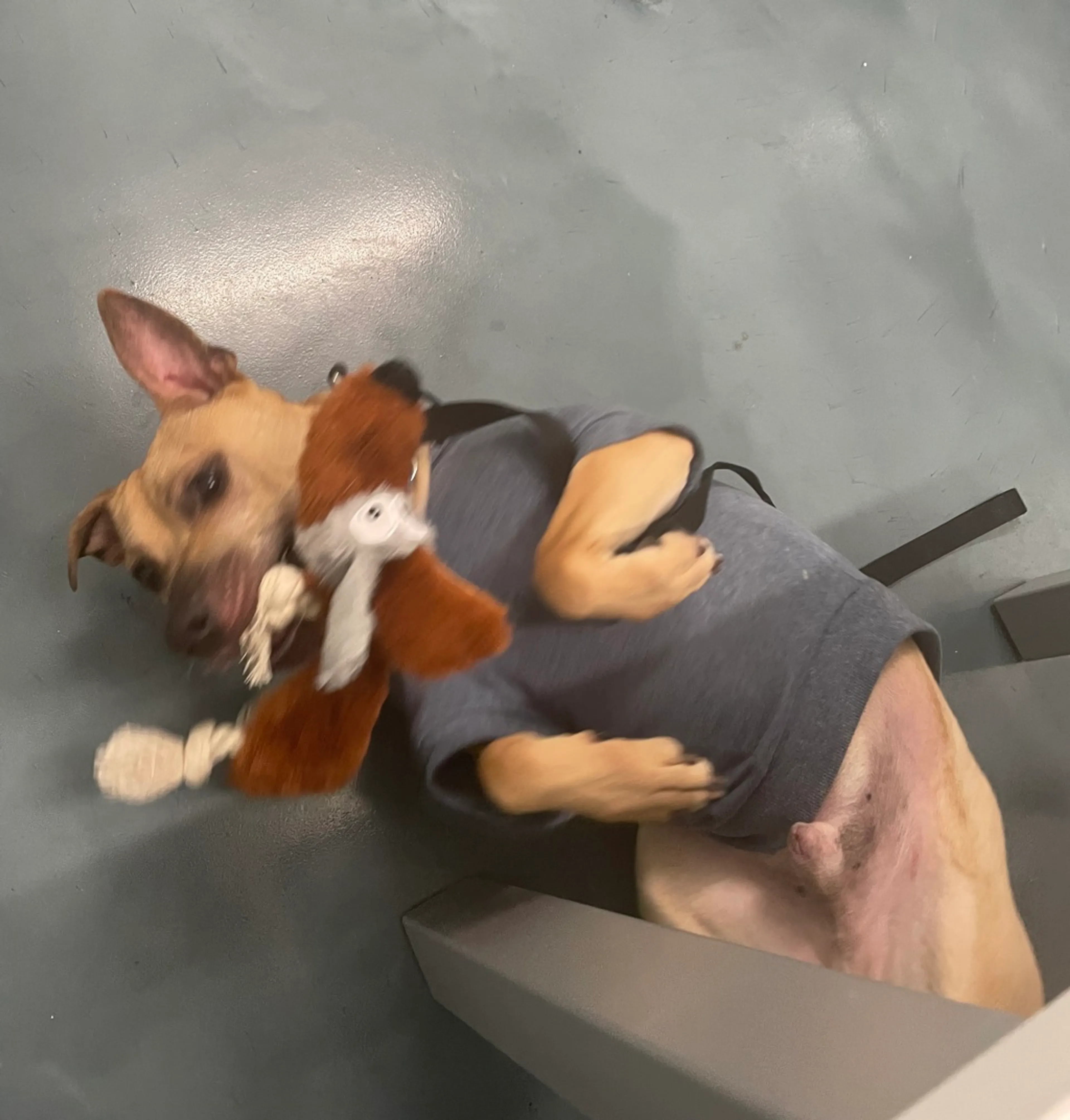 Found pet-1