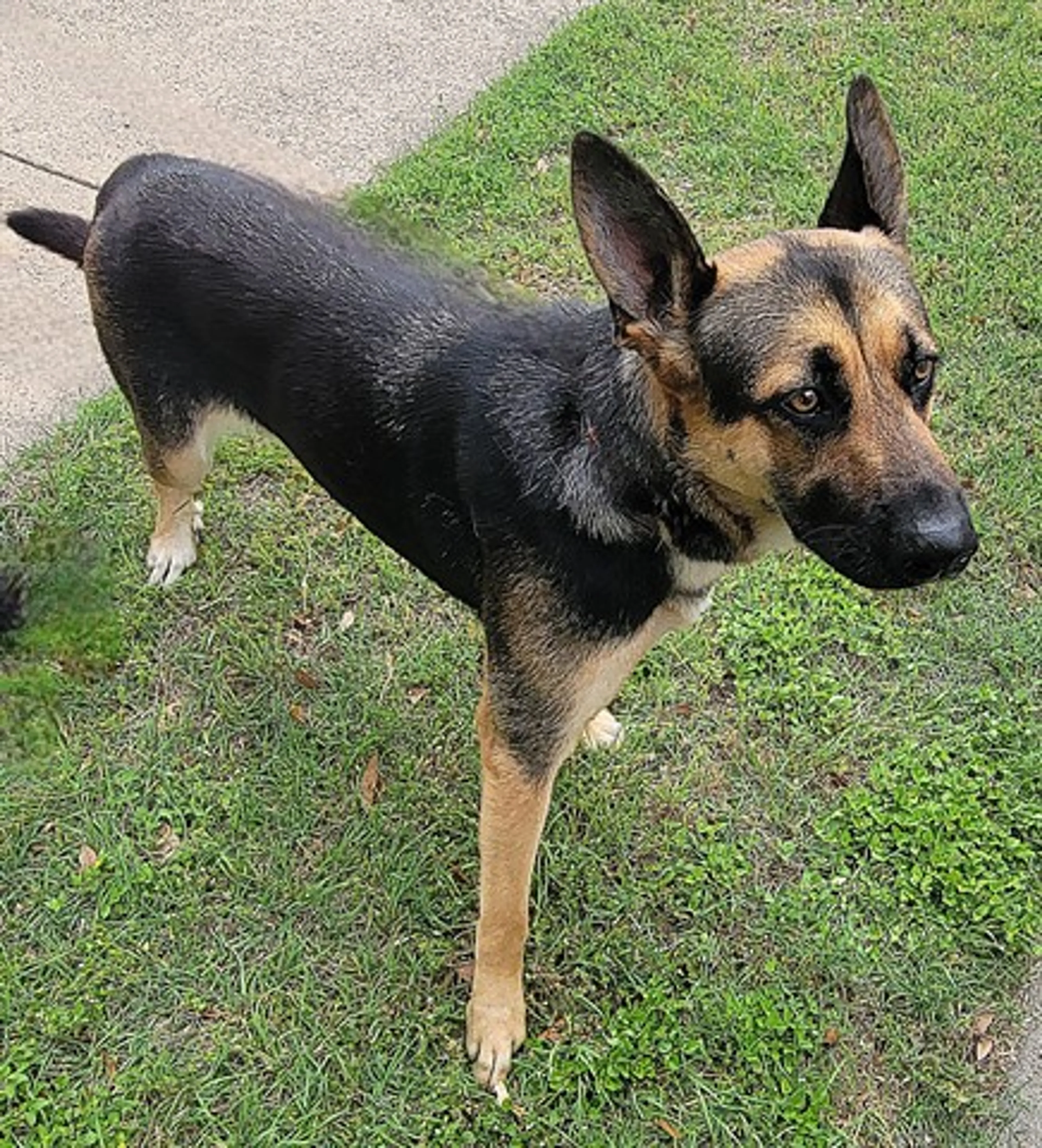 Found pet
