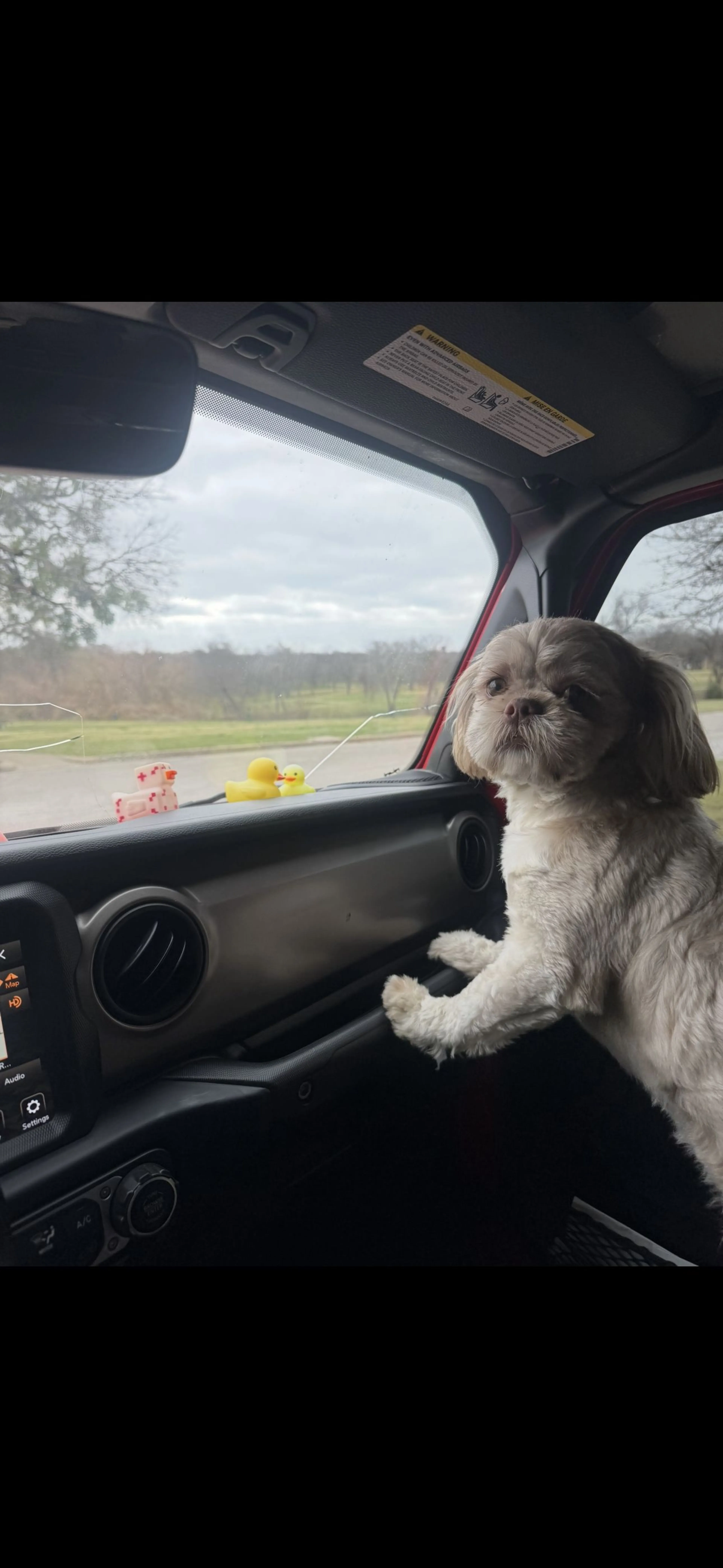 Lost pet-3