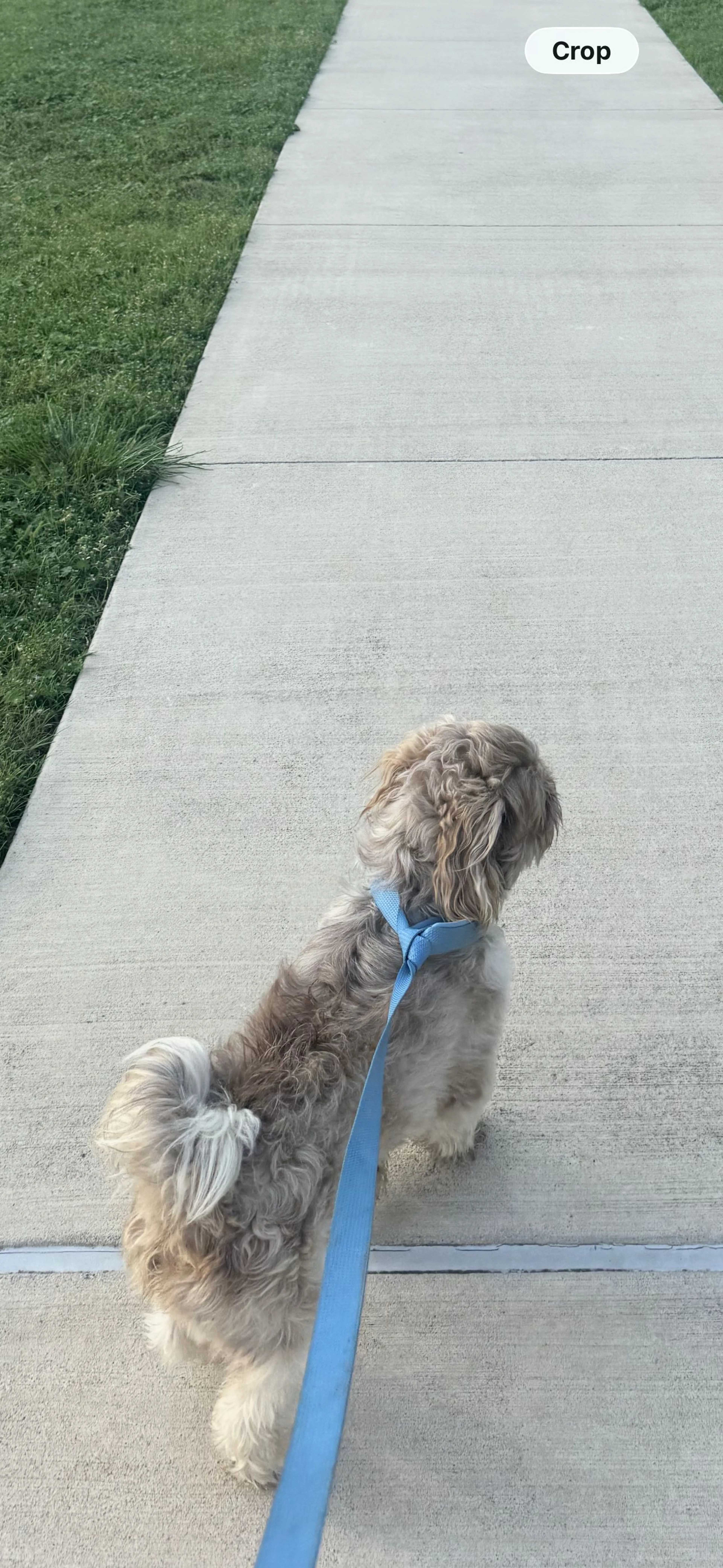 Lost pet-1