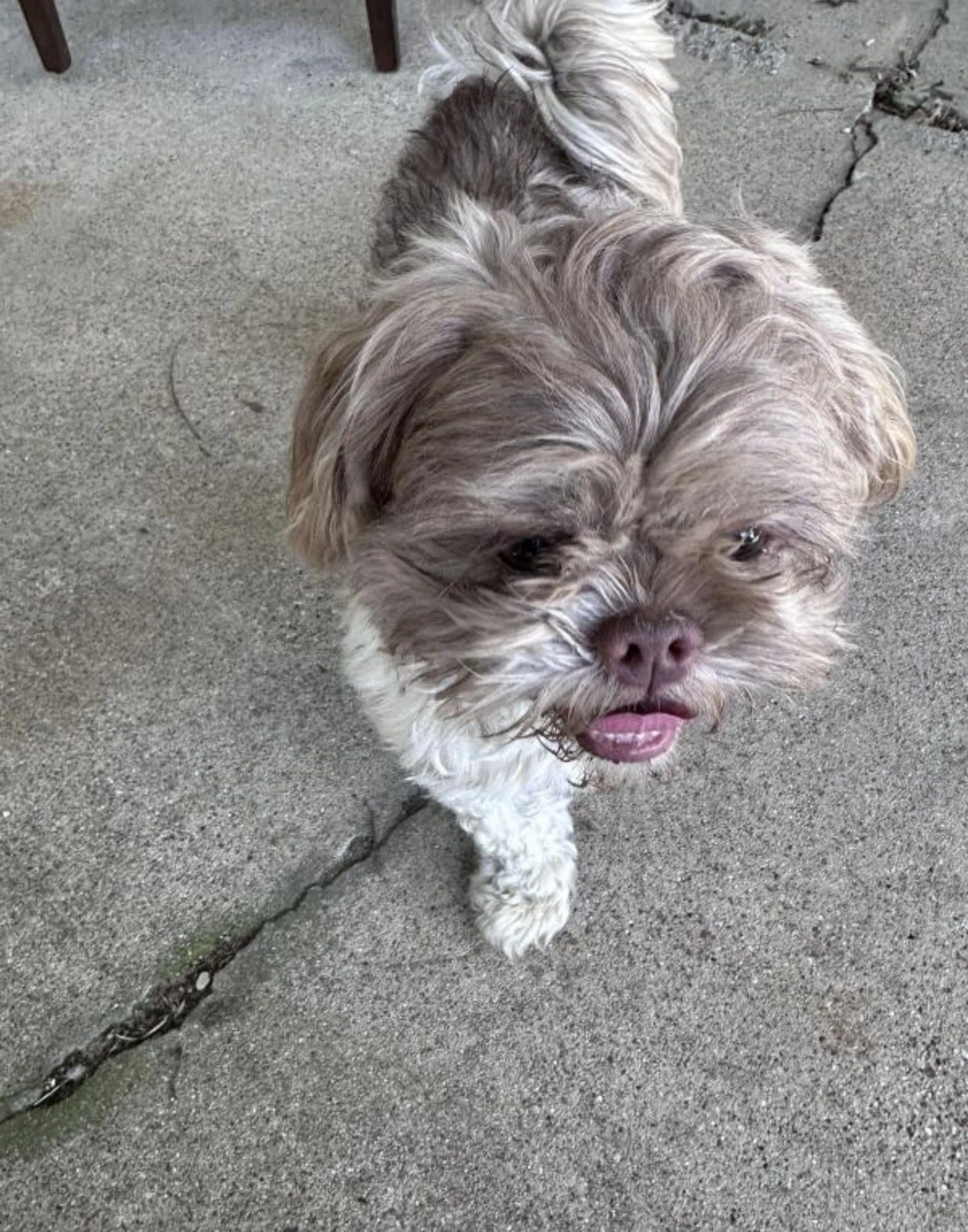 Lost pet-2