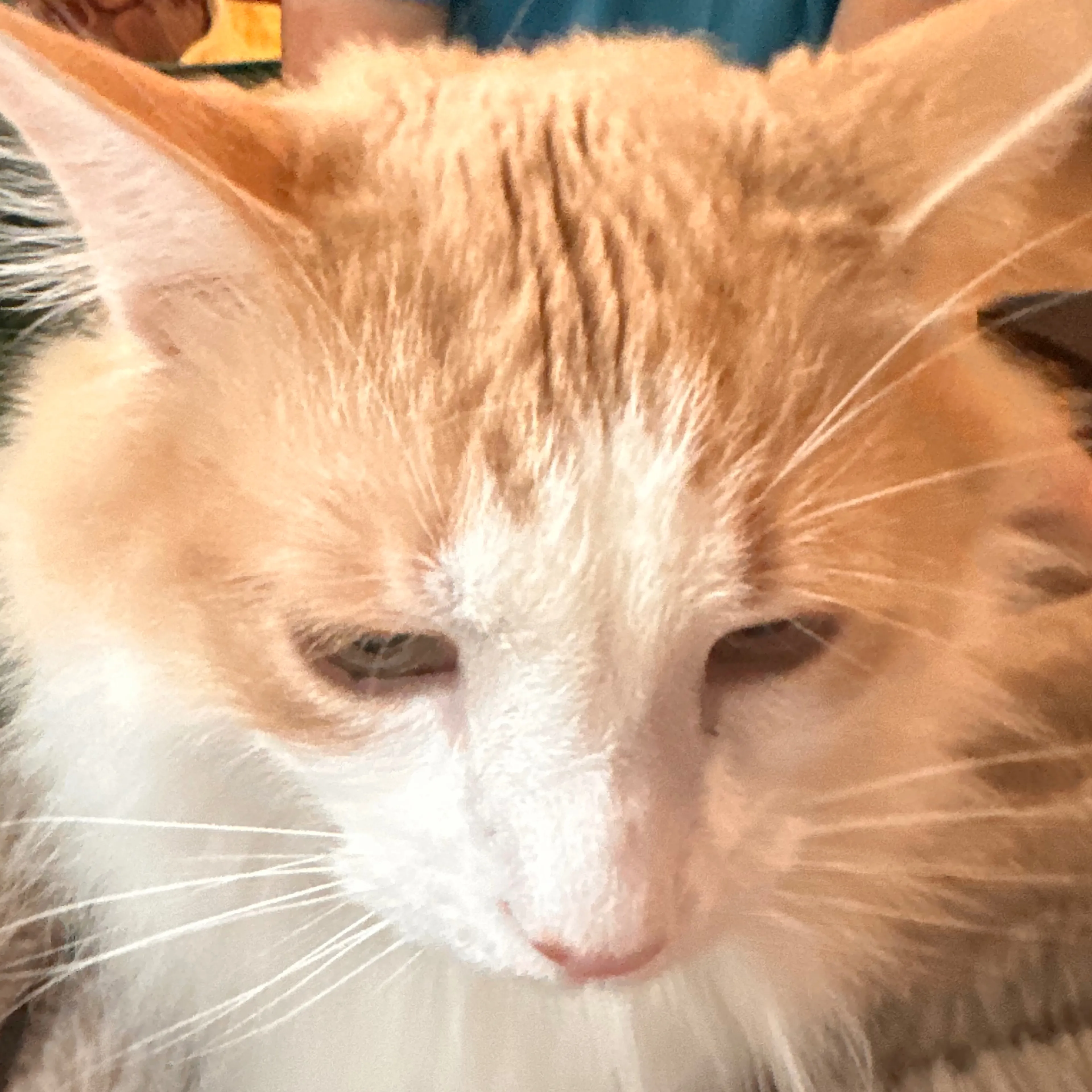 Lost pet-3