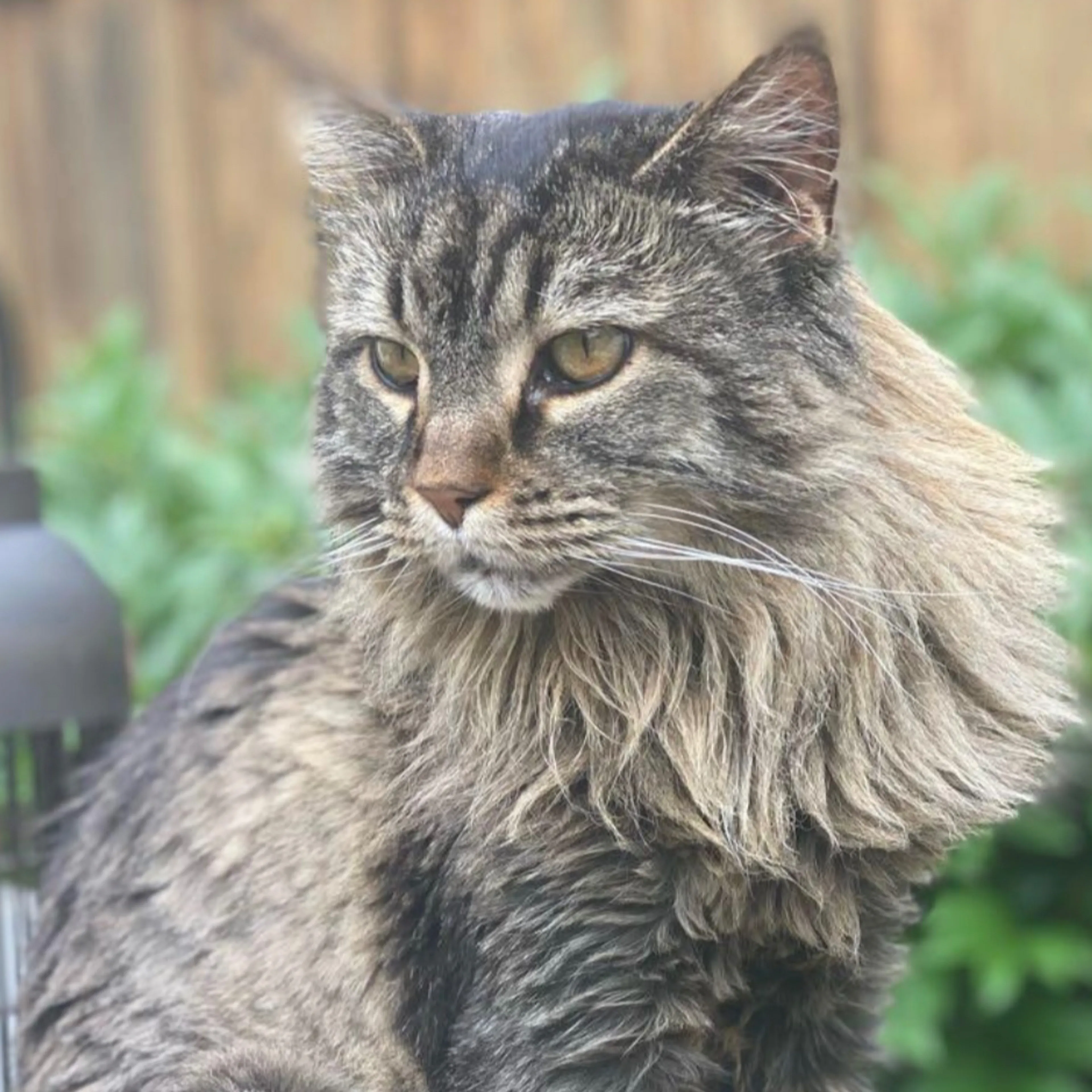 Lost pet-1