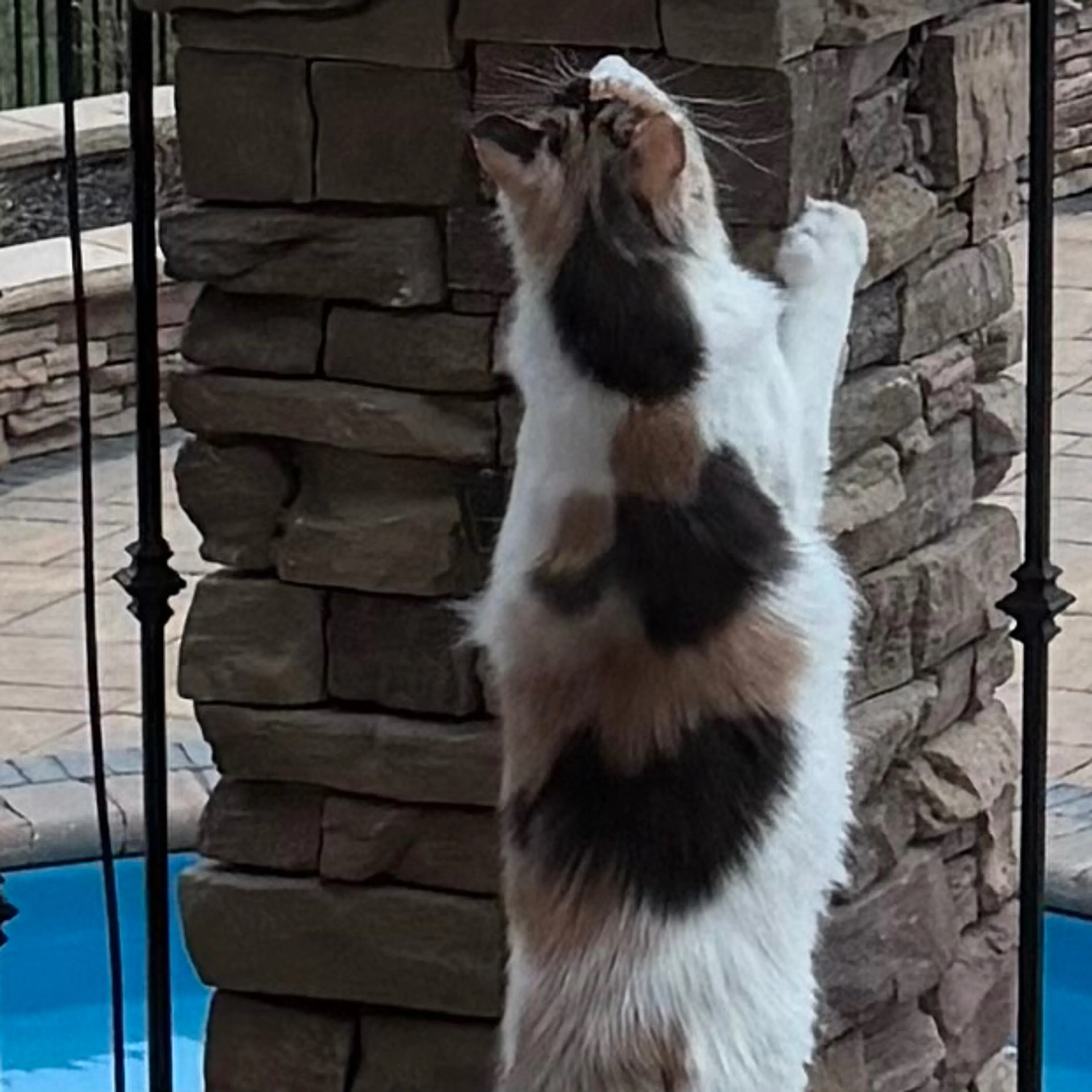 Lost pet-1